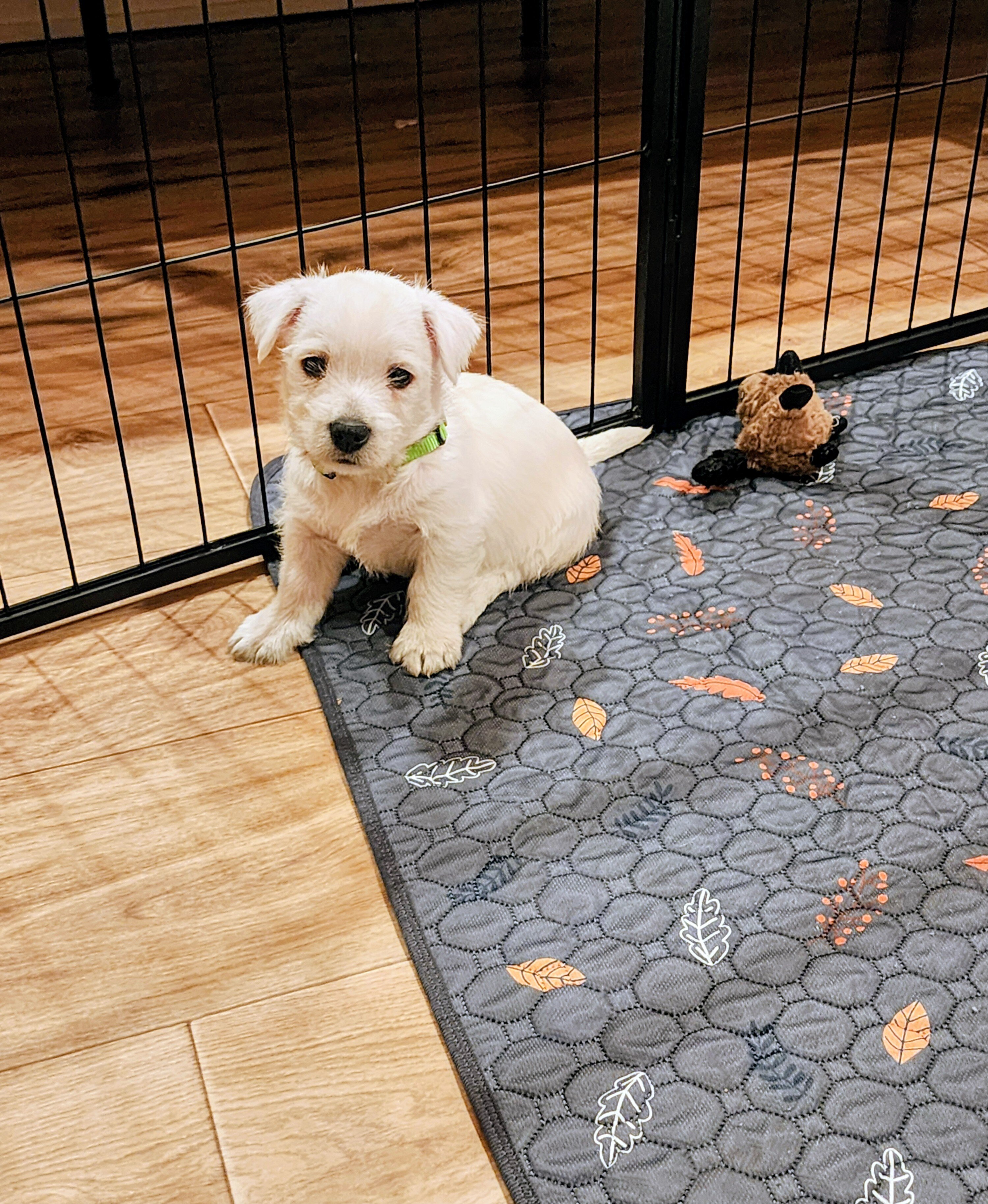 West Highland White Terrier puppies image 5