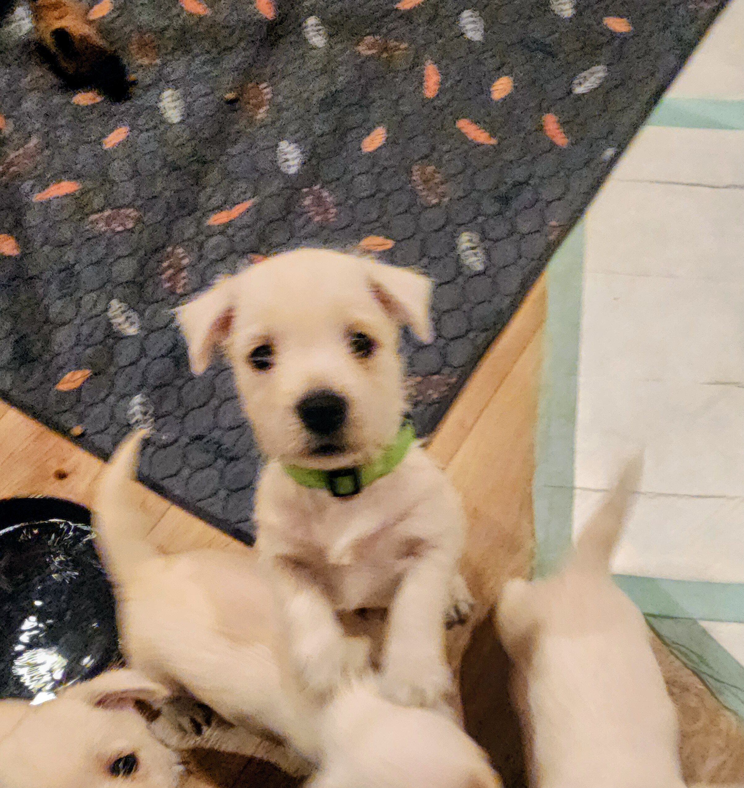 West Highland White Terrier puppies image 3