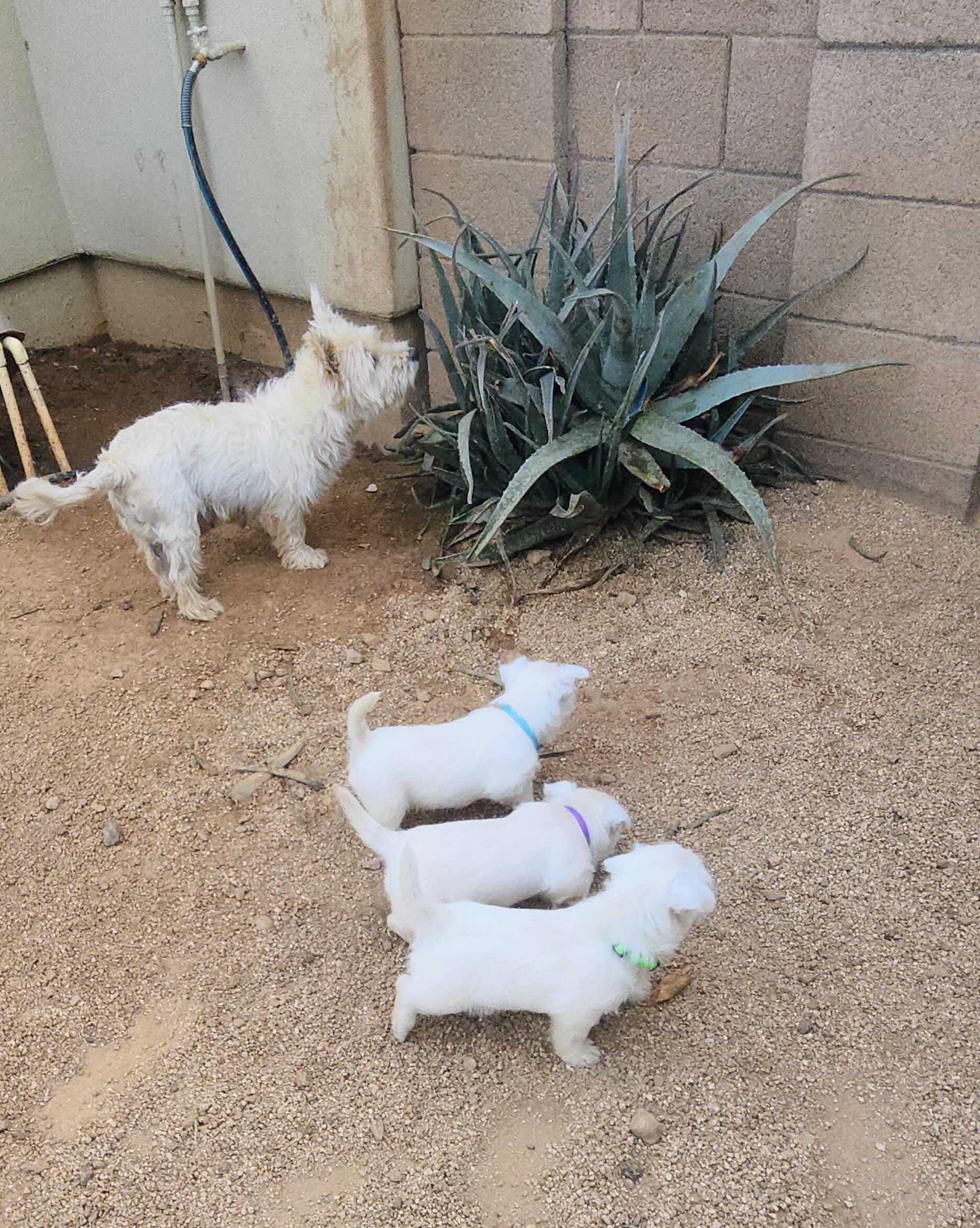 West Highland White Terrier puppies image 2