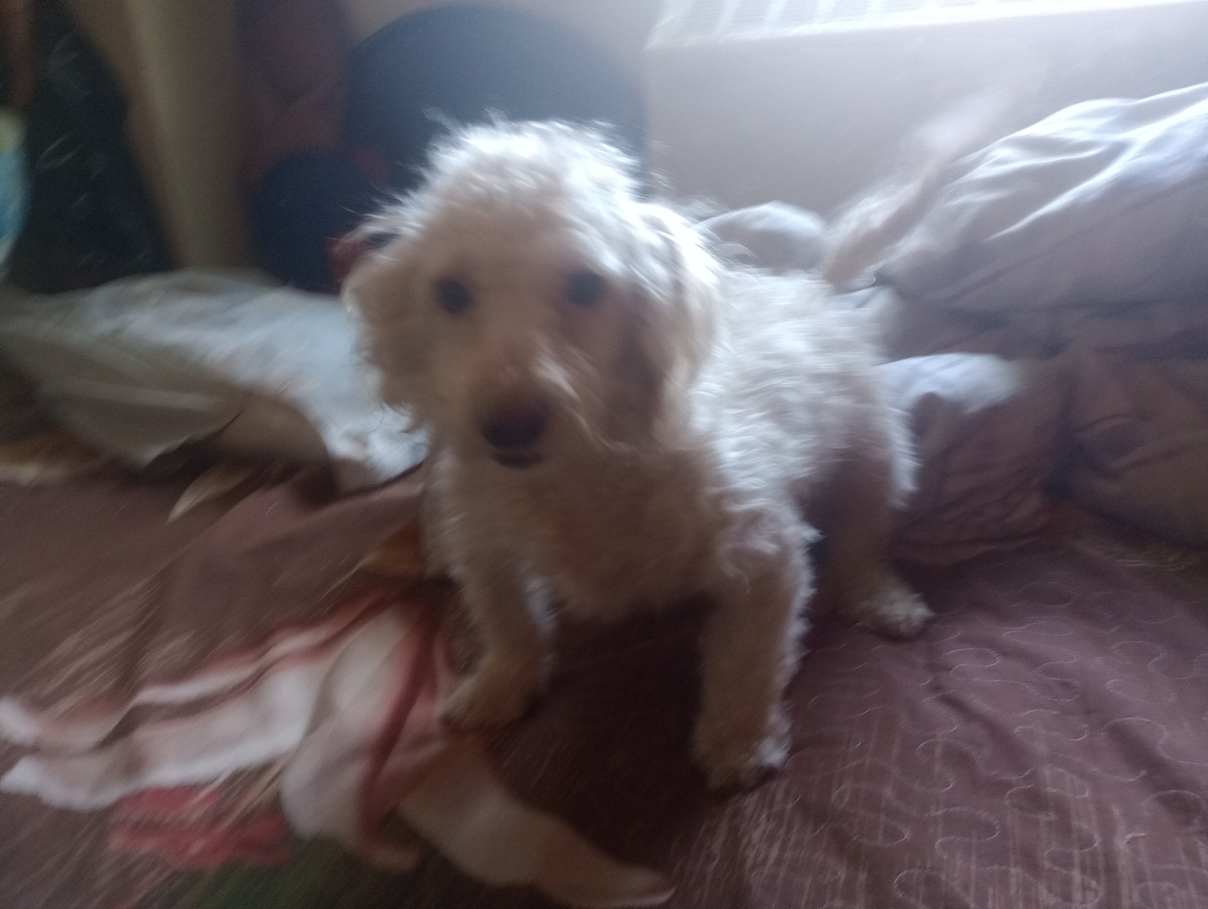 Huang (Xiao Huang) - Toy Poodle image 1