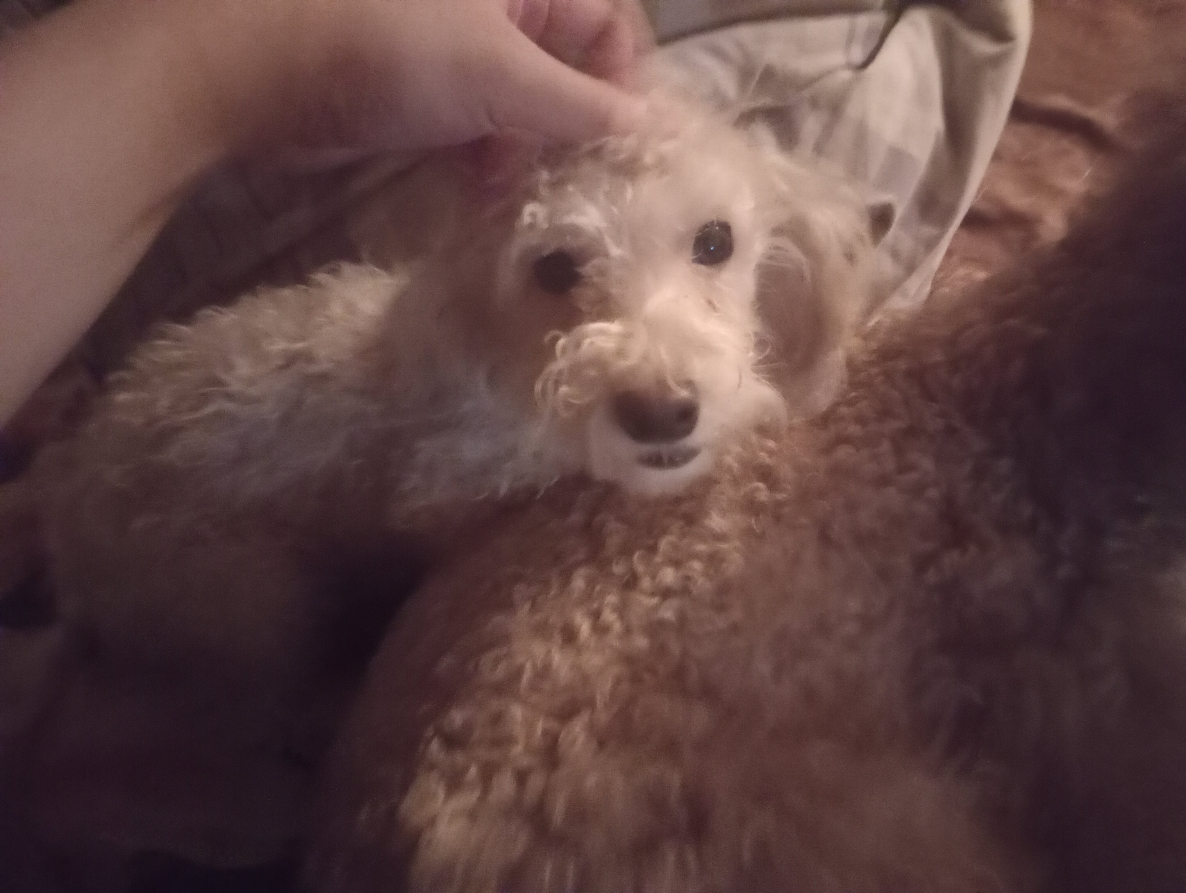 Huang (Xiao Huang) - Toy Poodle image 2