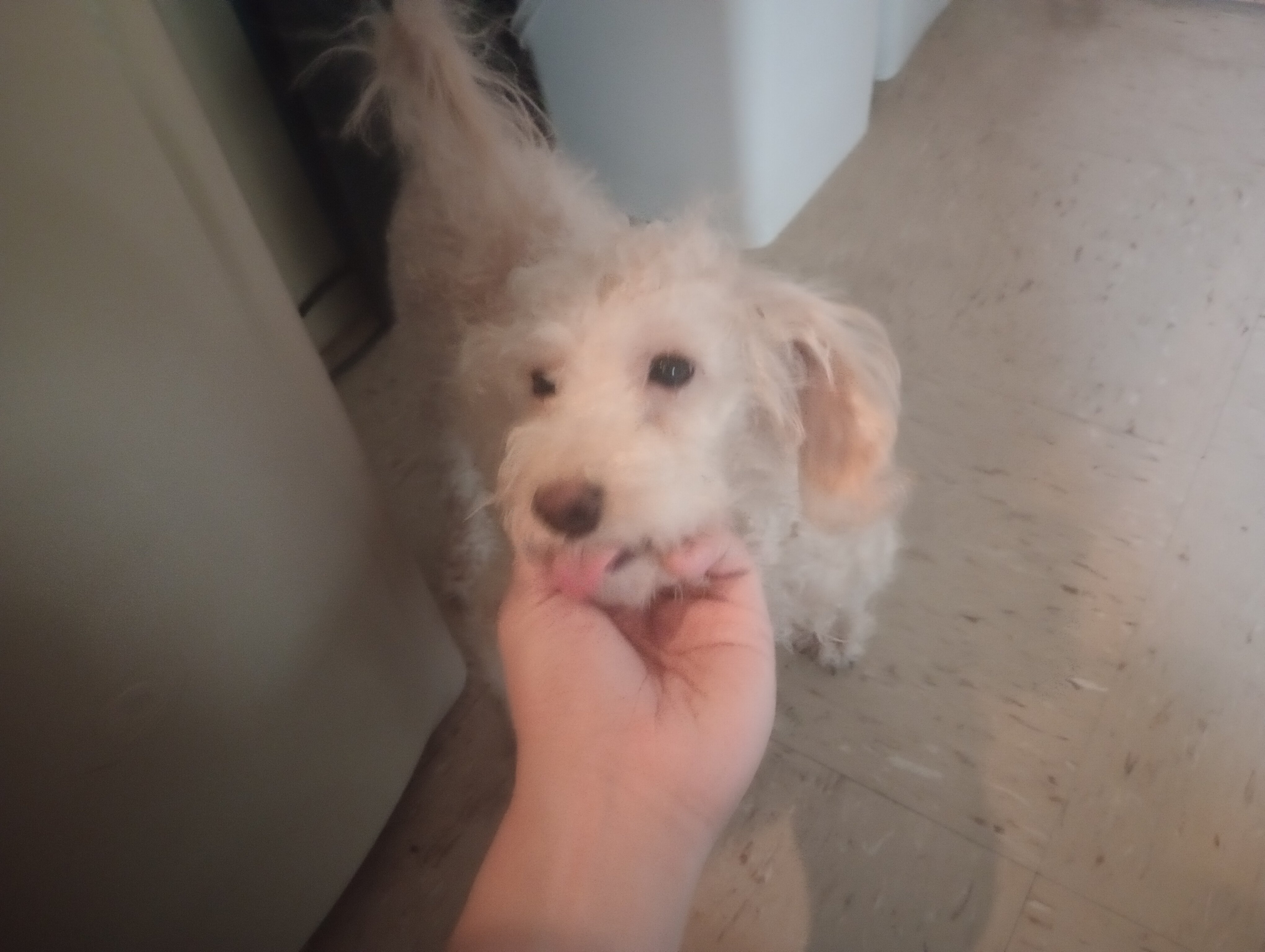 Huang (Xiao Huang) - Toy Poodle image 3