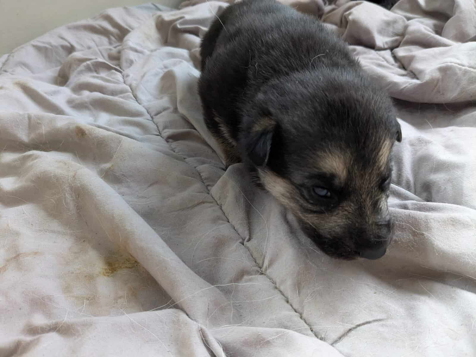 AKC German Shepherd puppies image 4