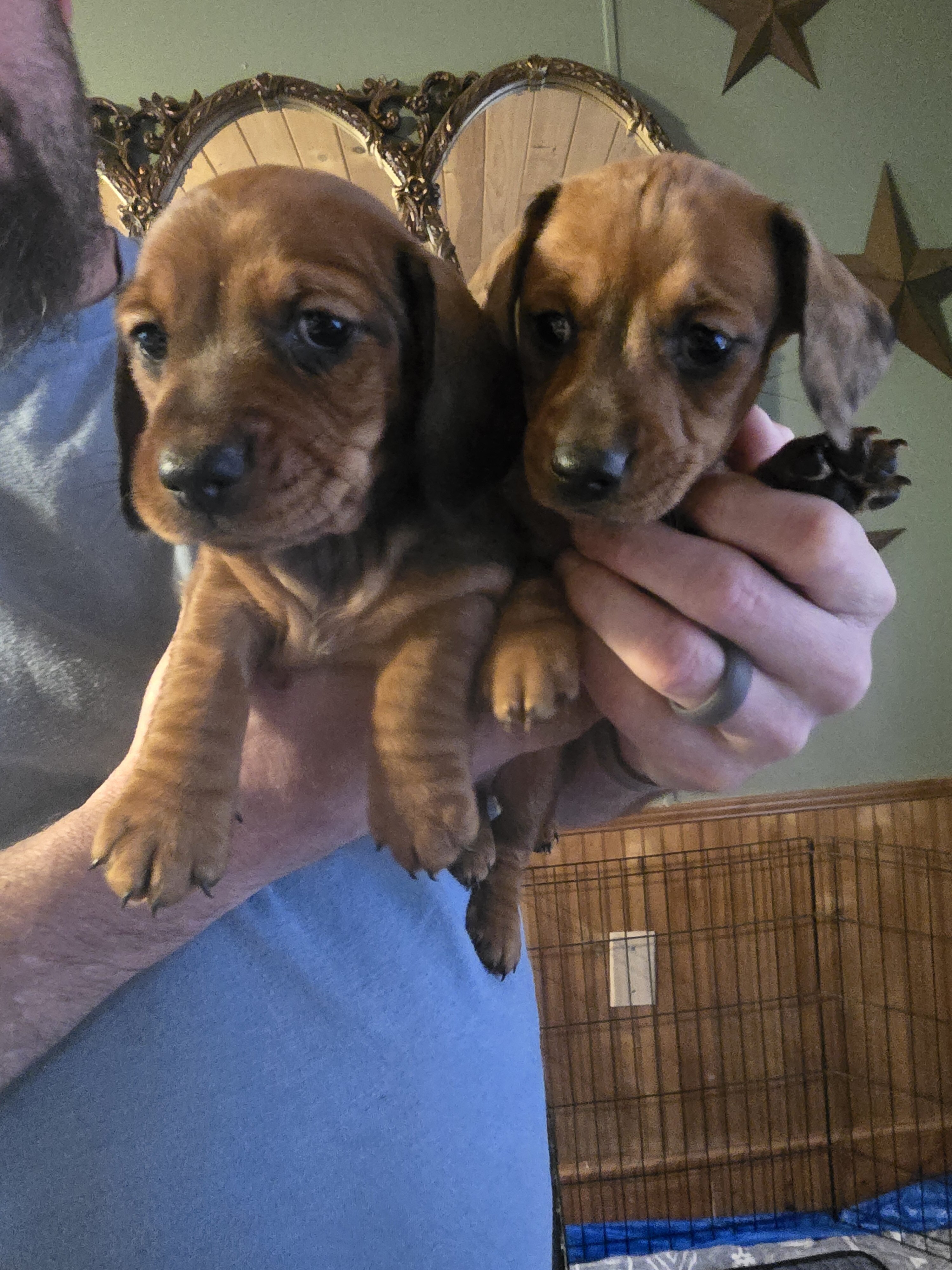 Dachshund Puppies image 1