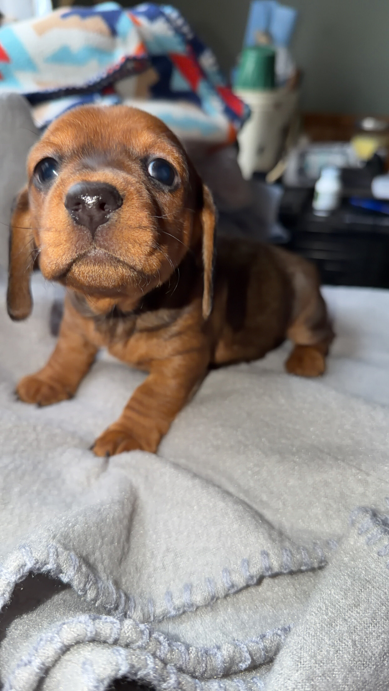 Dachshund Puppies image 5