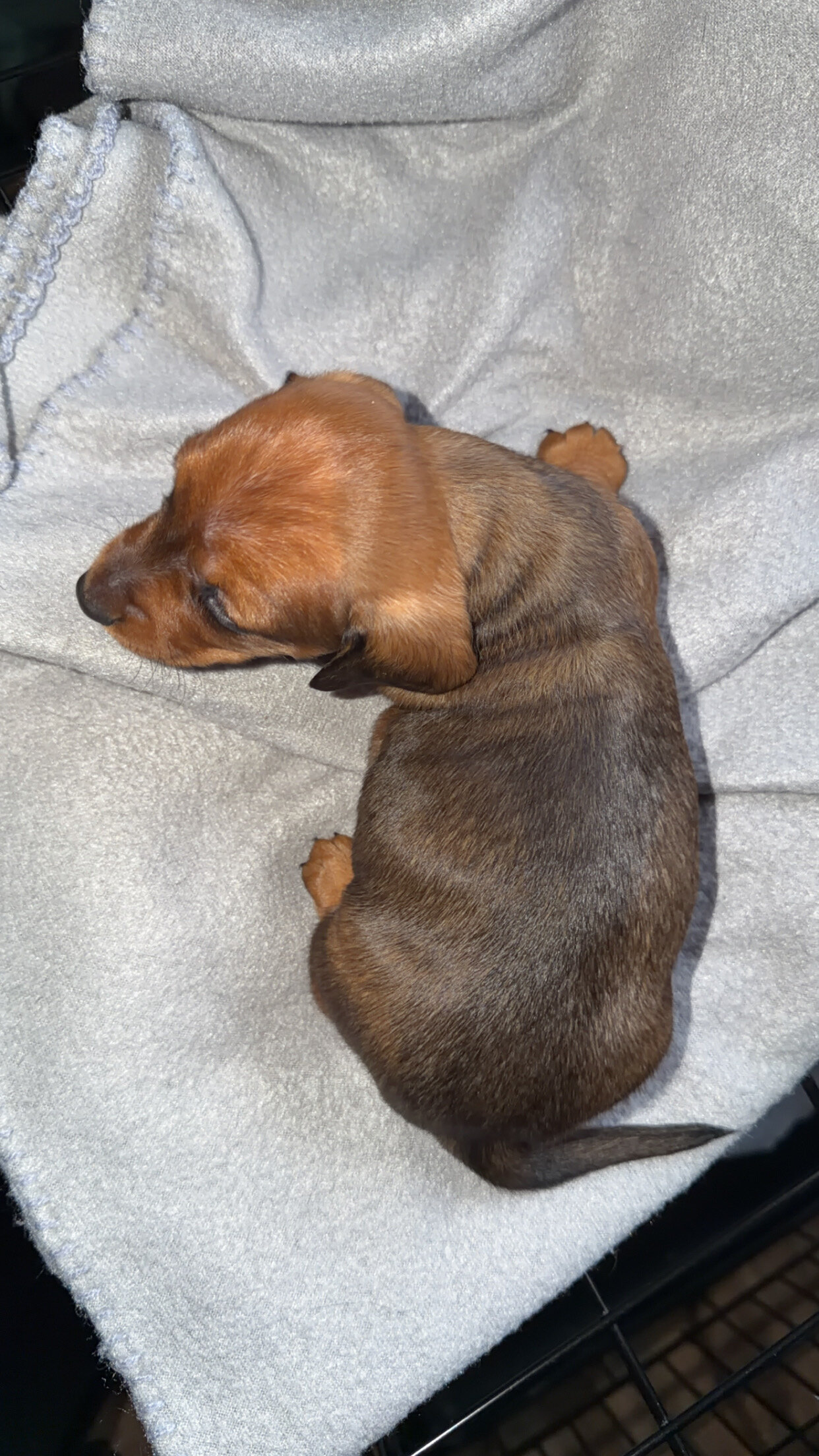 Dachshund Puppies image 4