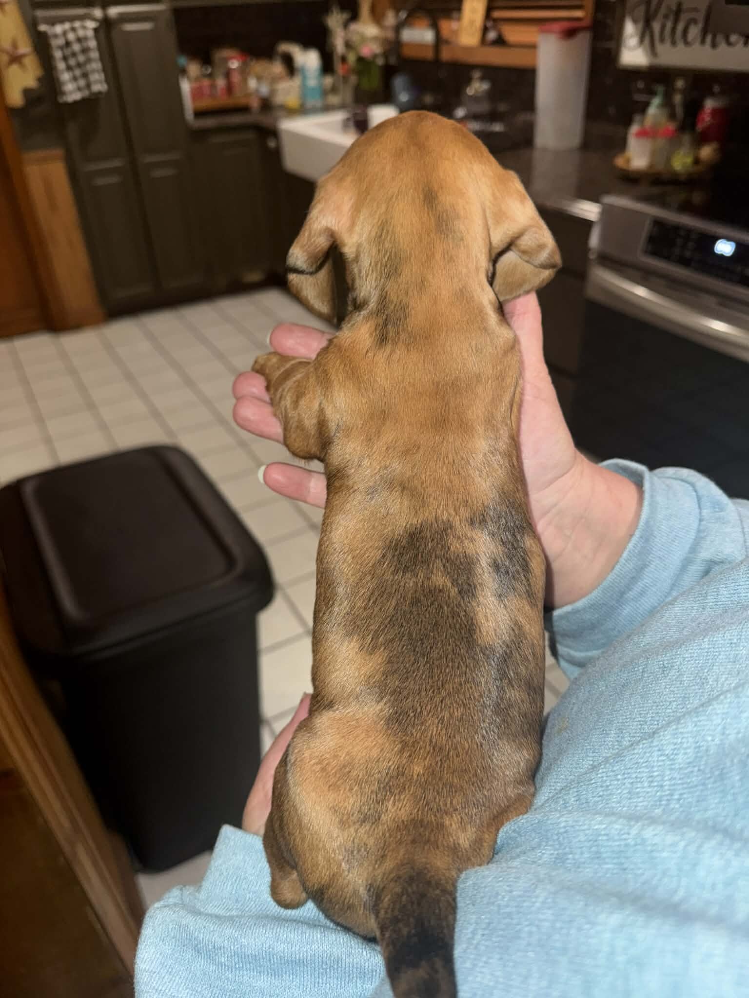 Dachshund Puppies image 2