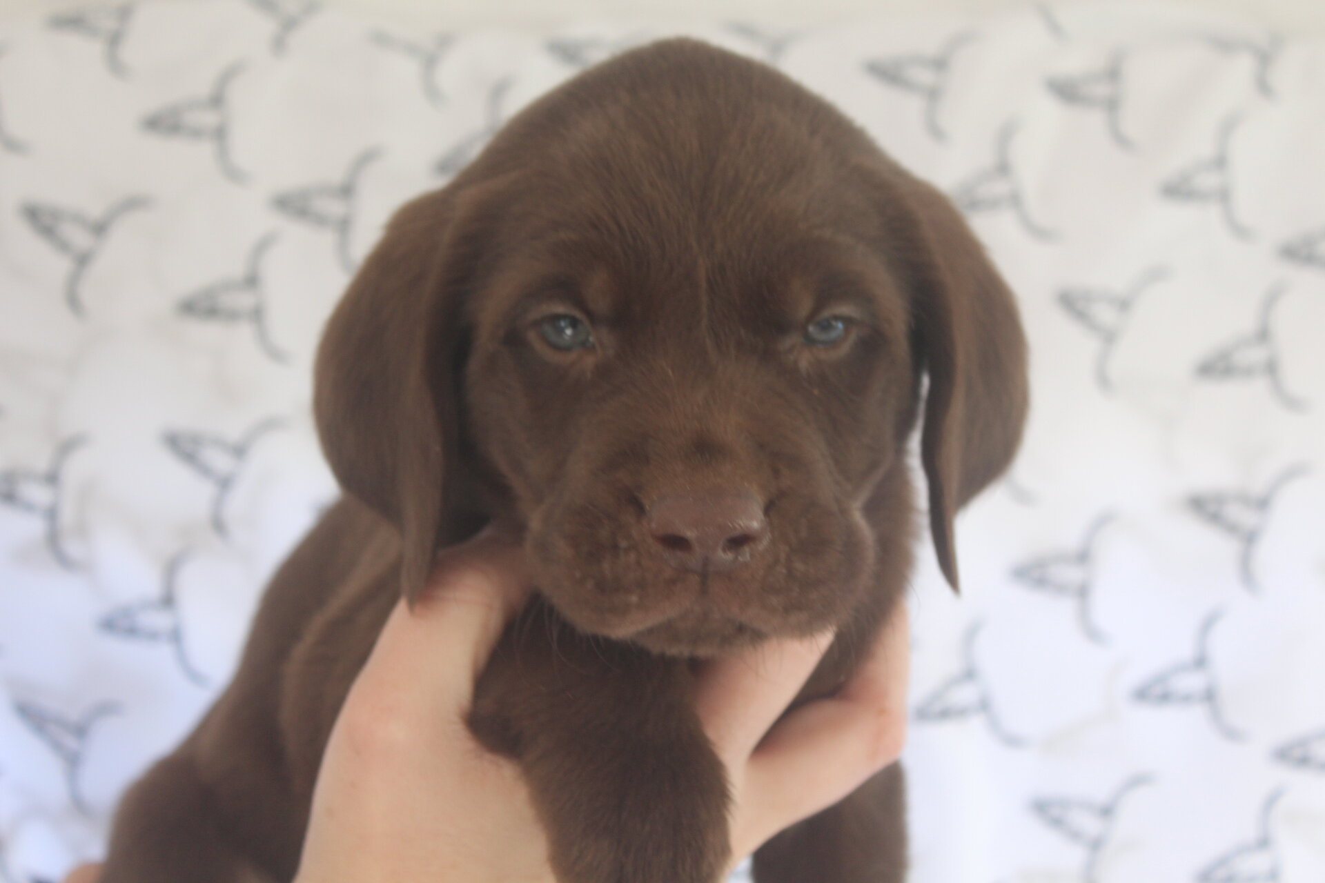 AKC Labrador Retriever image 2