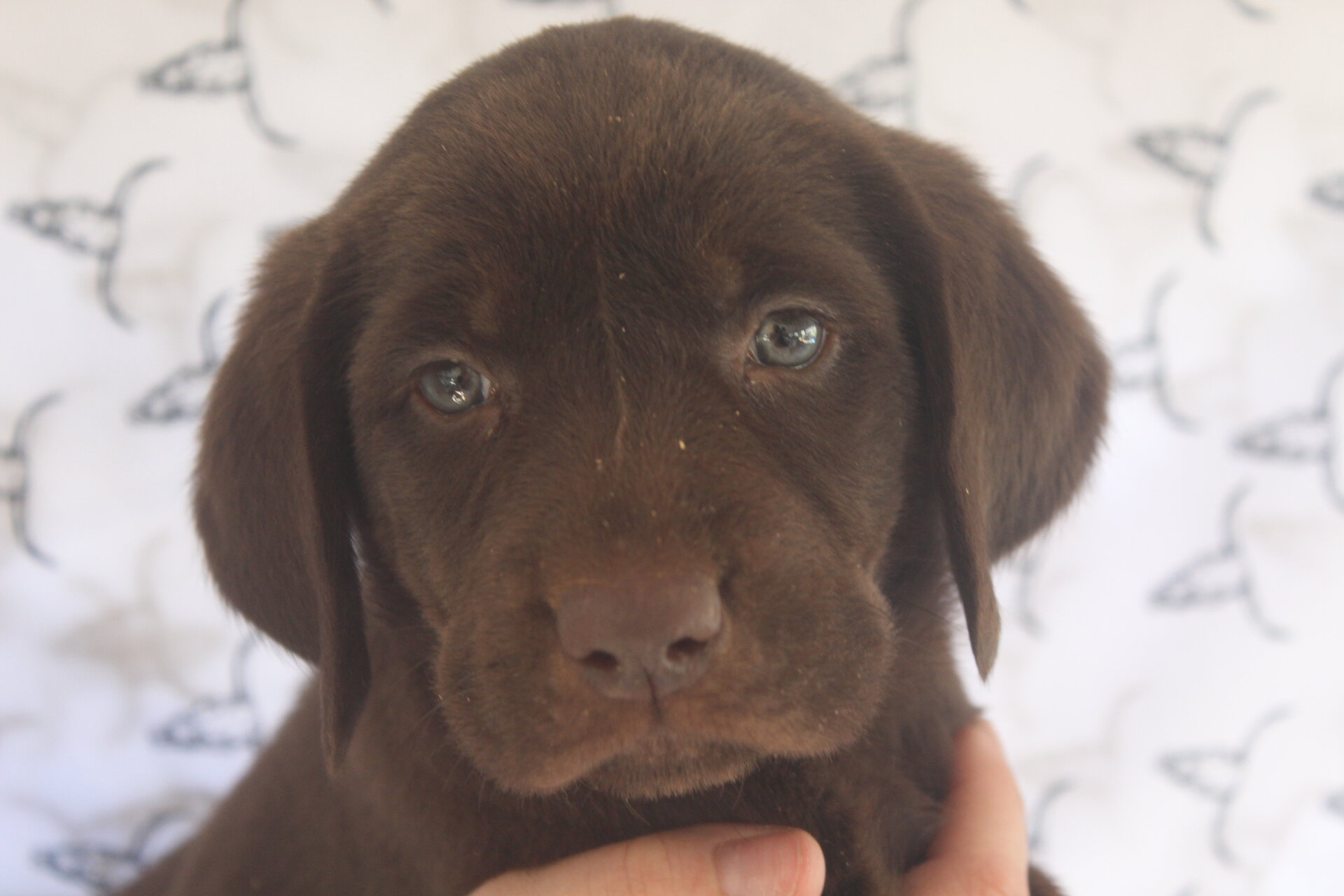 AKC Labrador Retriever image 1