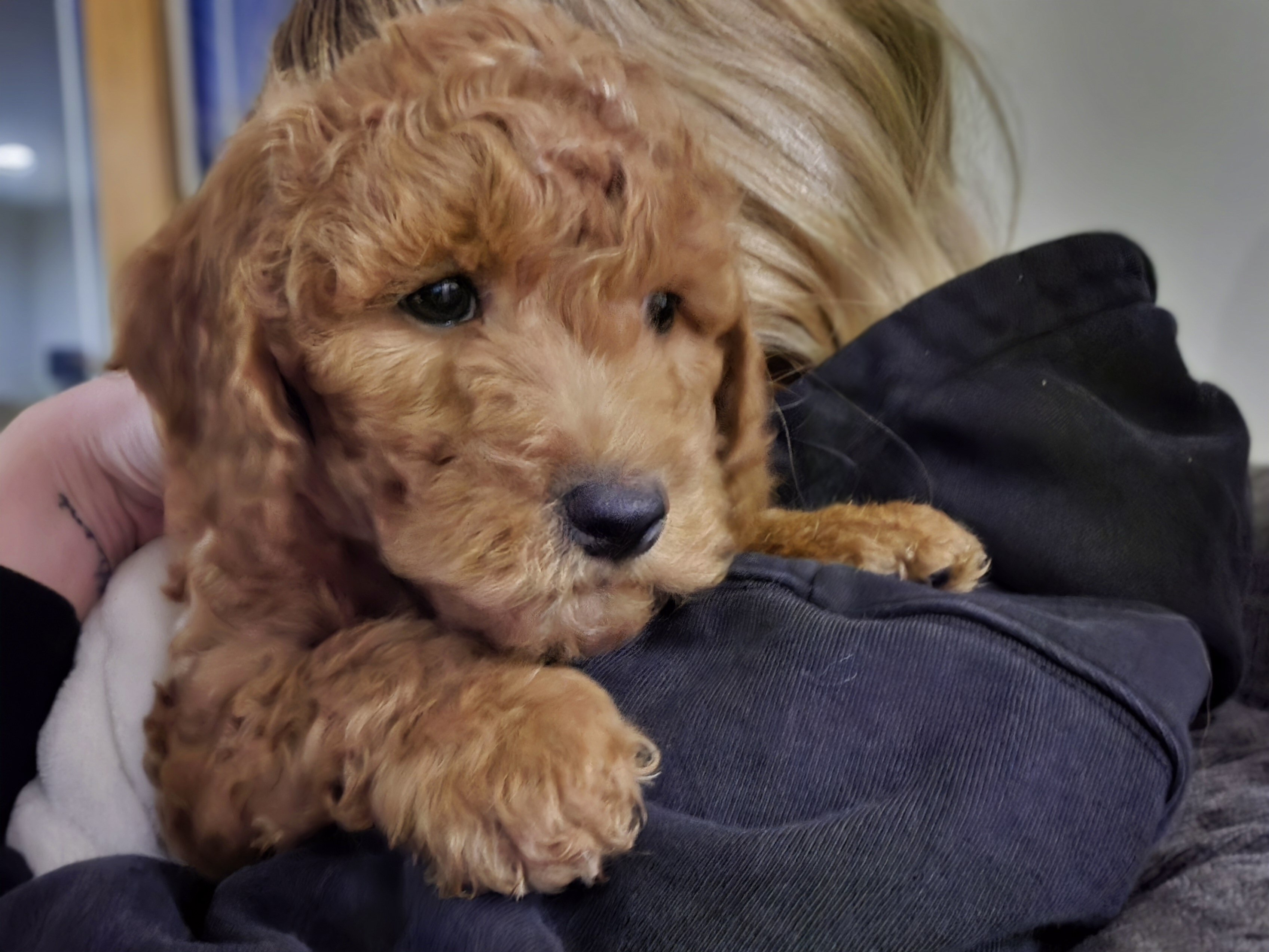 Goldendoodle Pup image 1