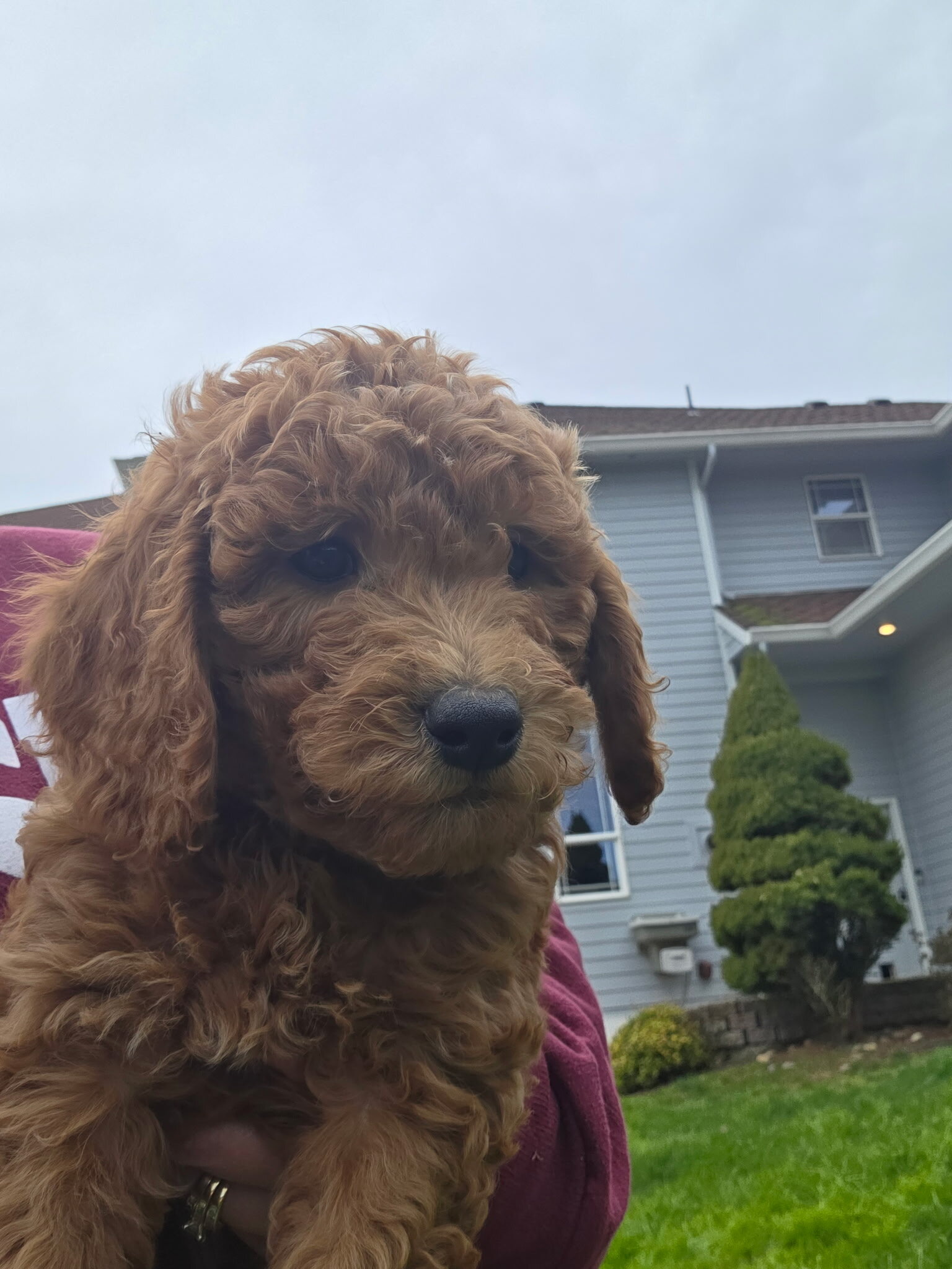 Goldendoodle Pup image 2
