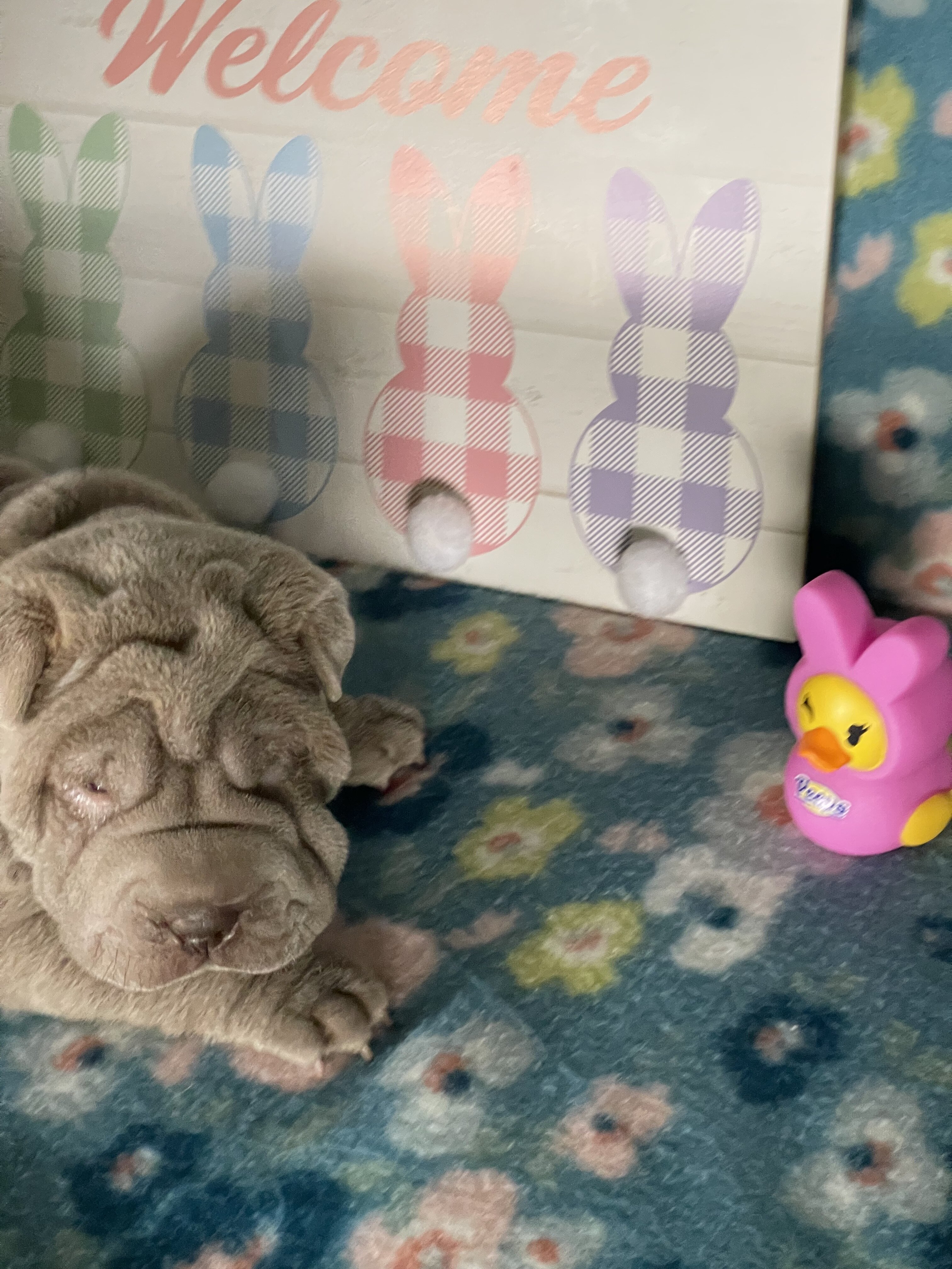 Shar-pei puppies image 4