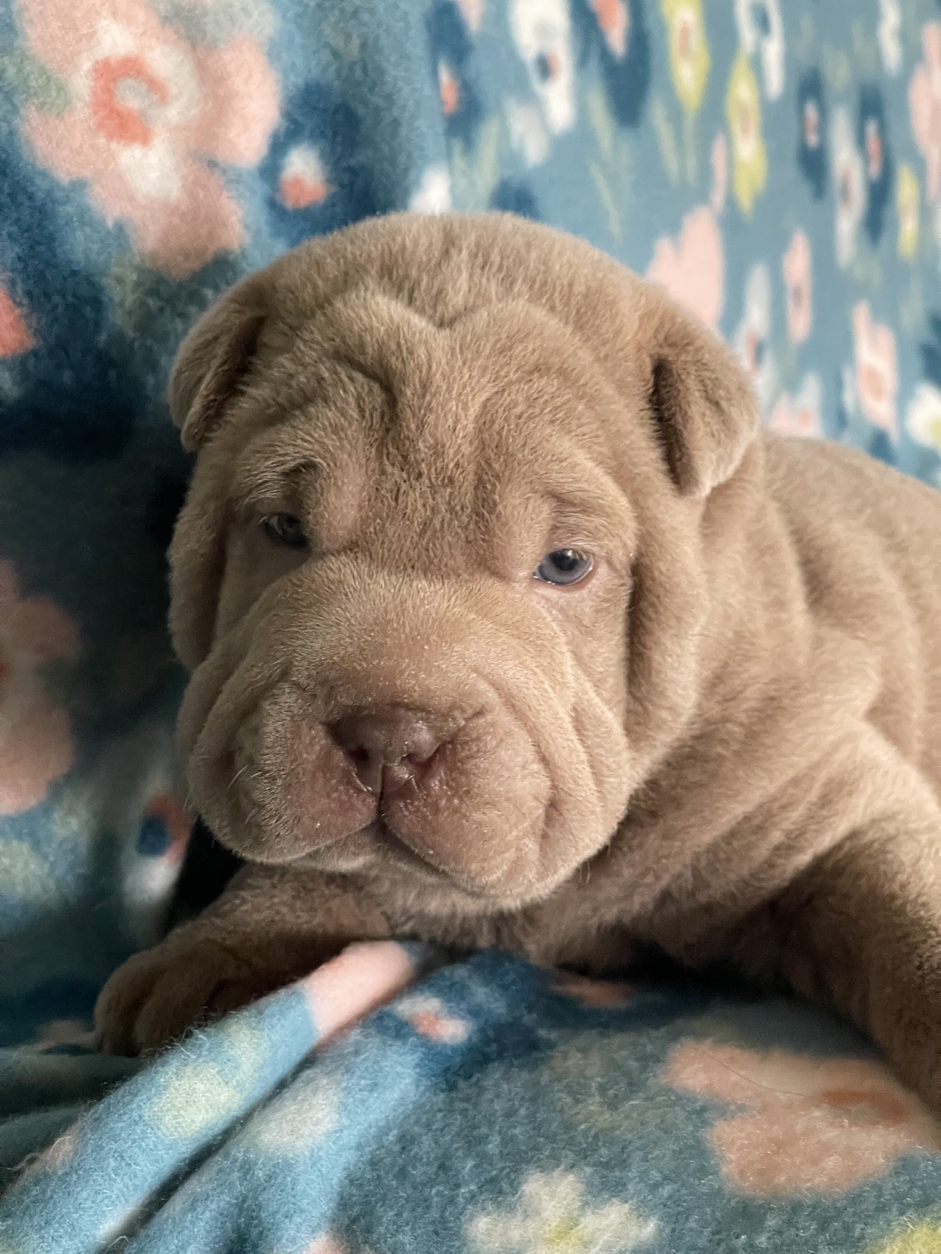 Shar-pei puppies image 3