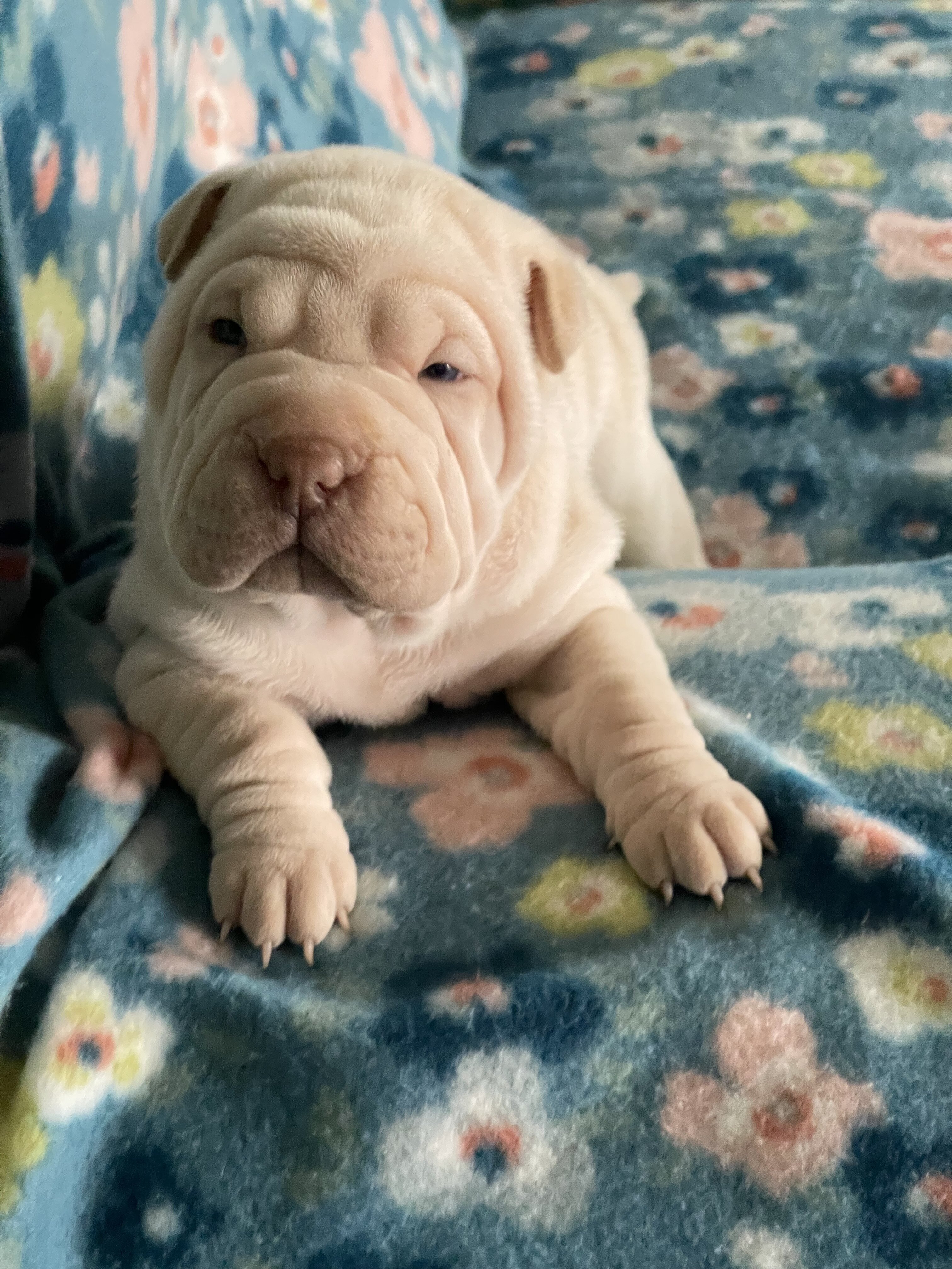 Shar-pei puppies image 2