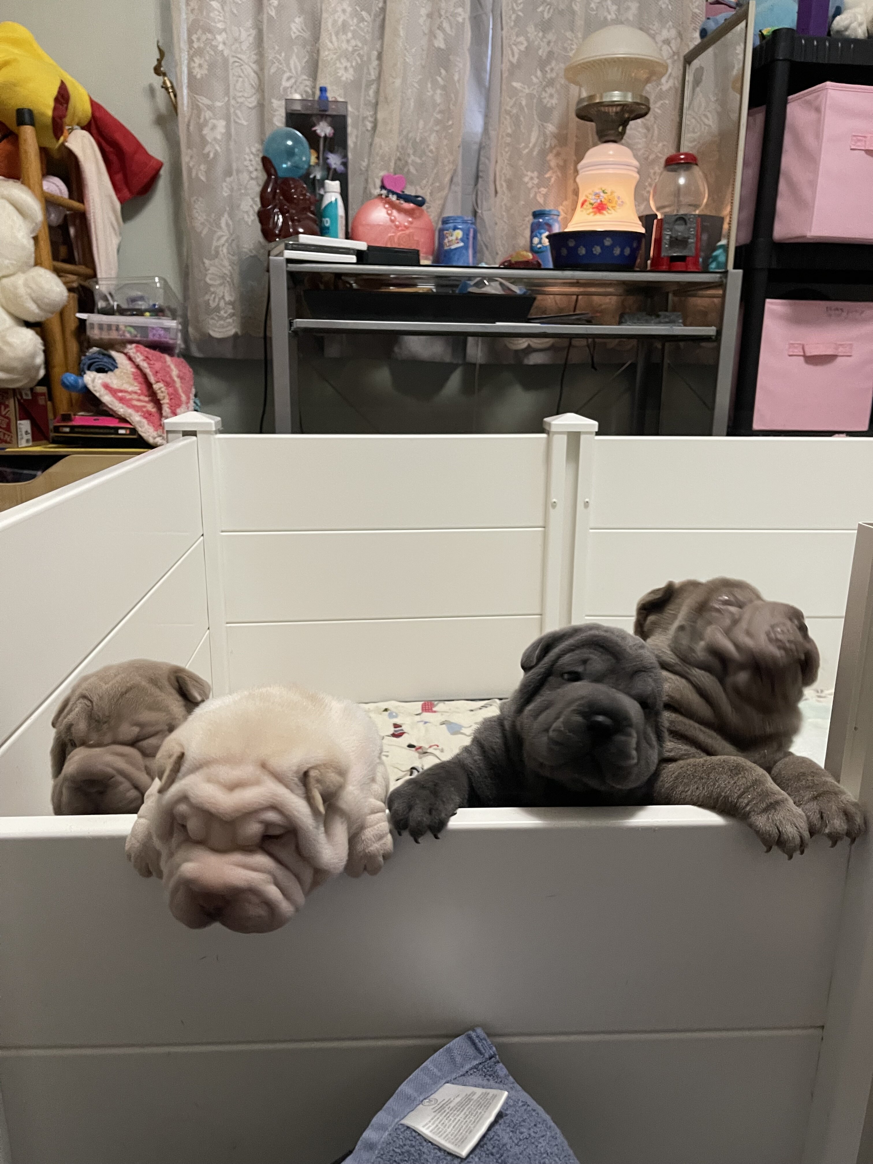 Shar-pei puppies image 1