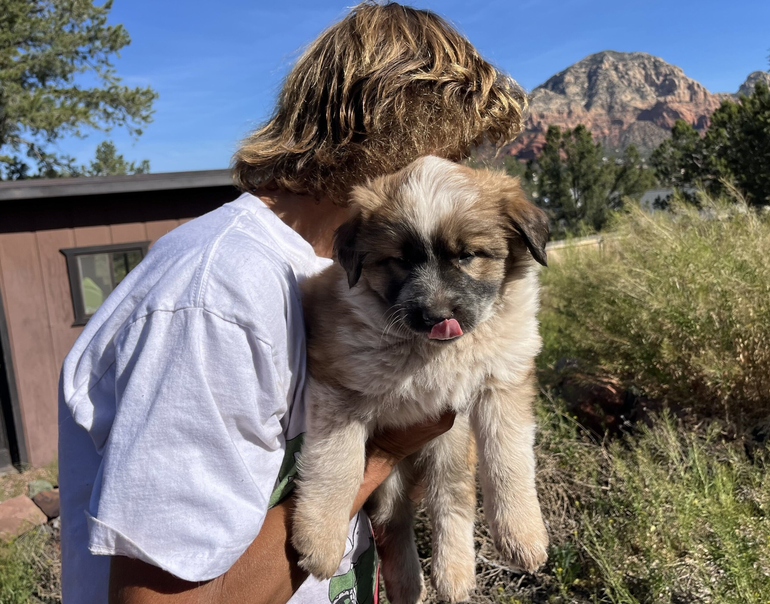 Shiloh Shepherd Border Collie Hybrid Pupppies image 1