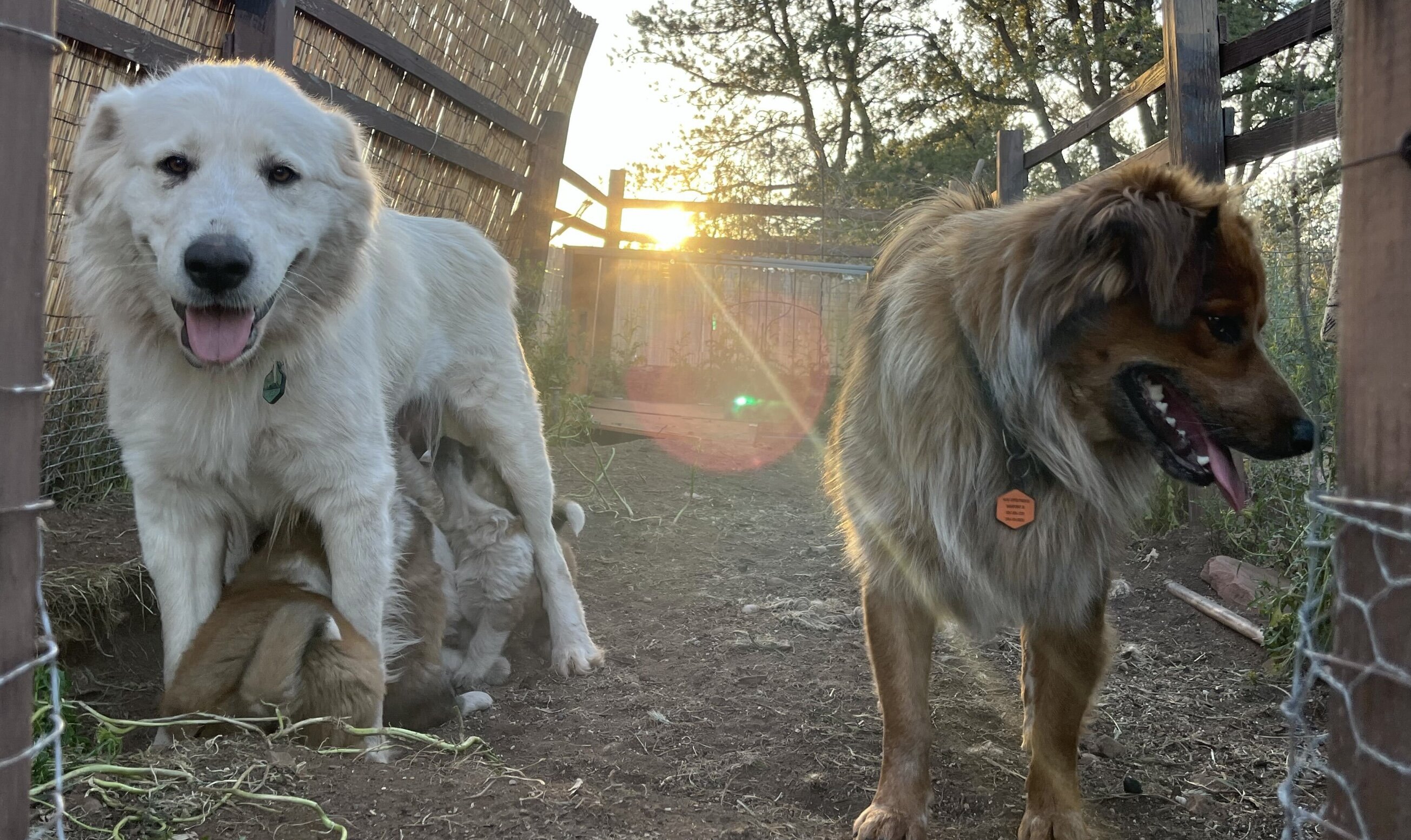 Shiloh Shepherd Border Collie Hybrid Pupppies image 2