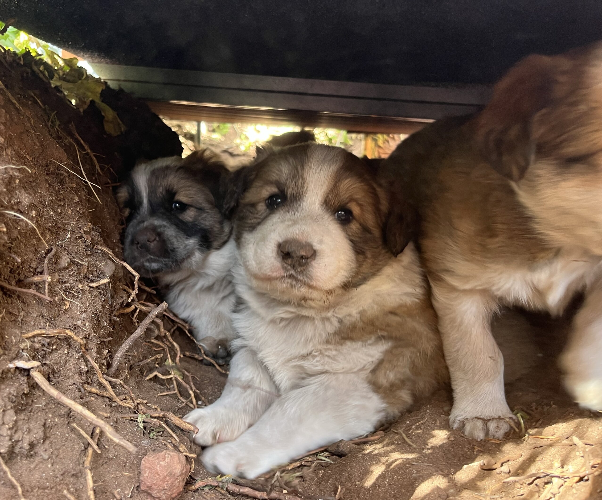 Shiloh Shepherd Border Collie Hybrid Pupppies image 5