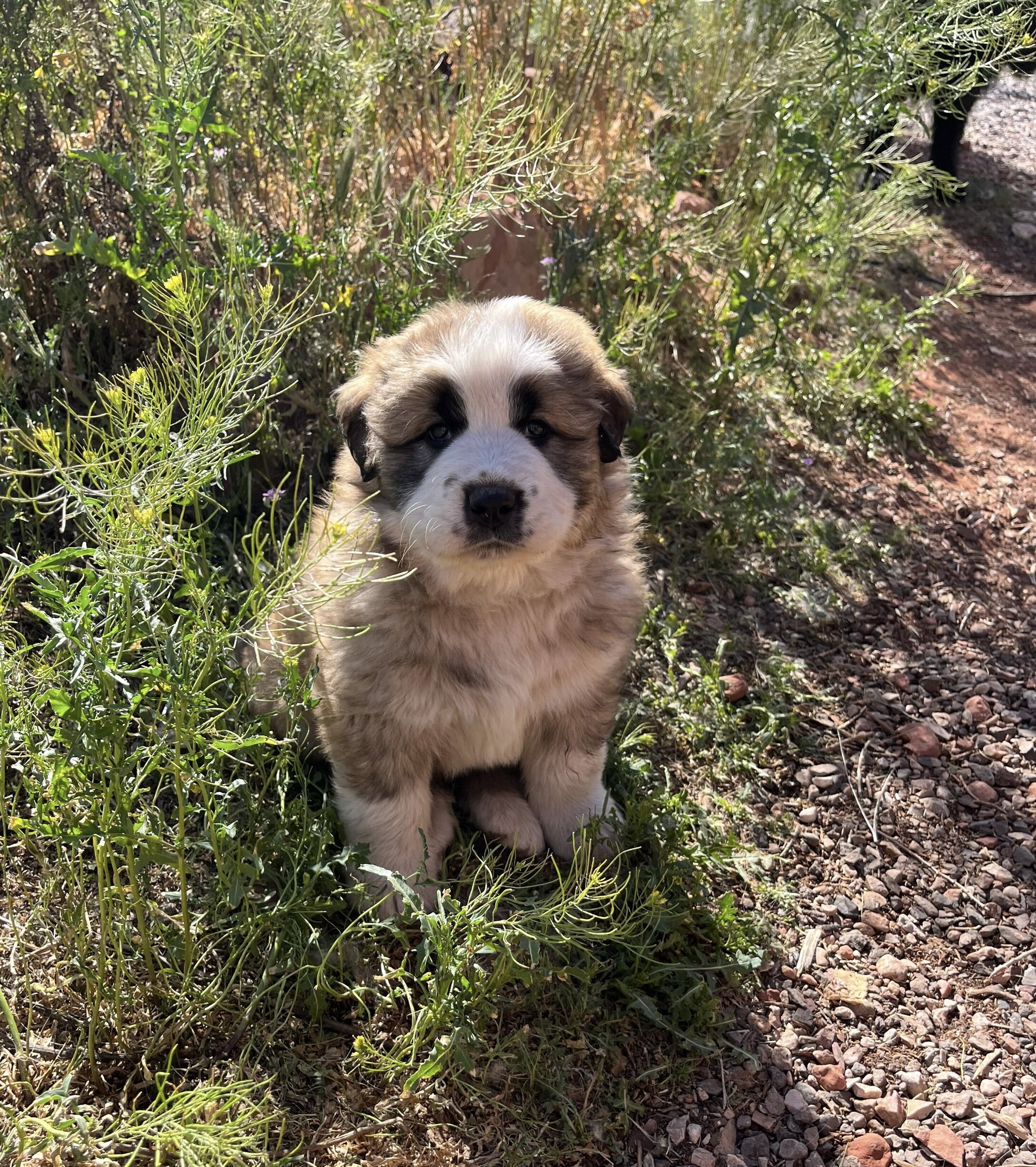 Shiloh Shepherd Border Collie Hybrid Pupppies image 4