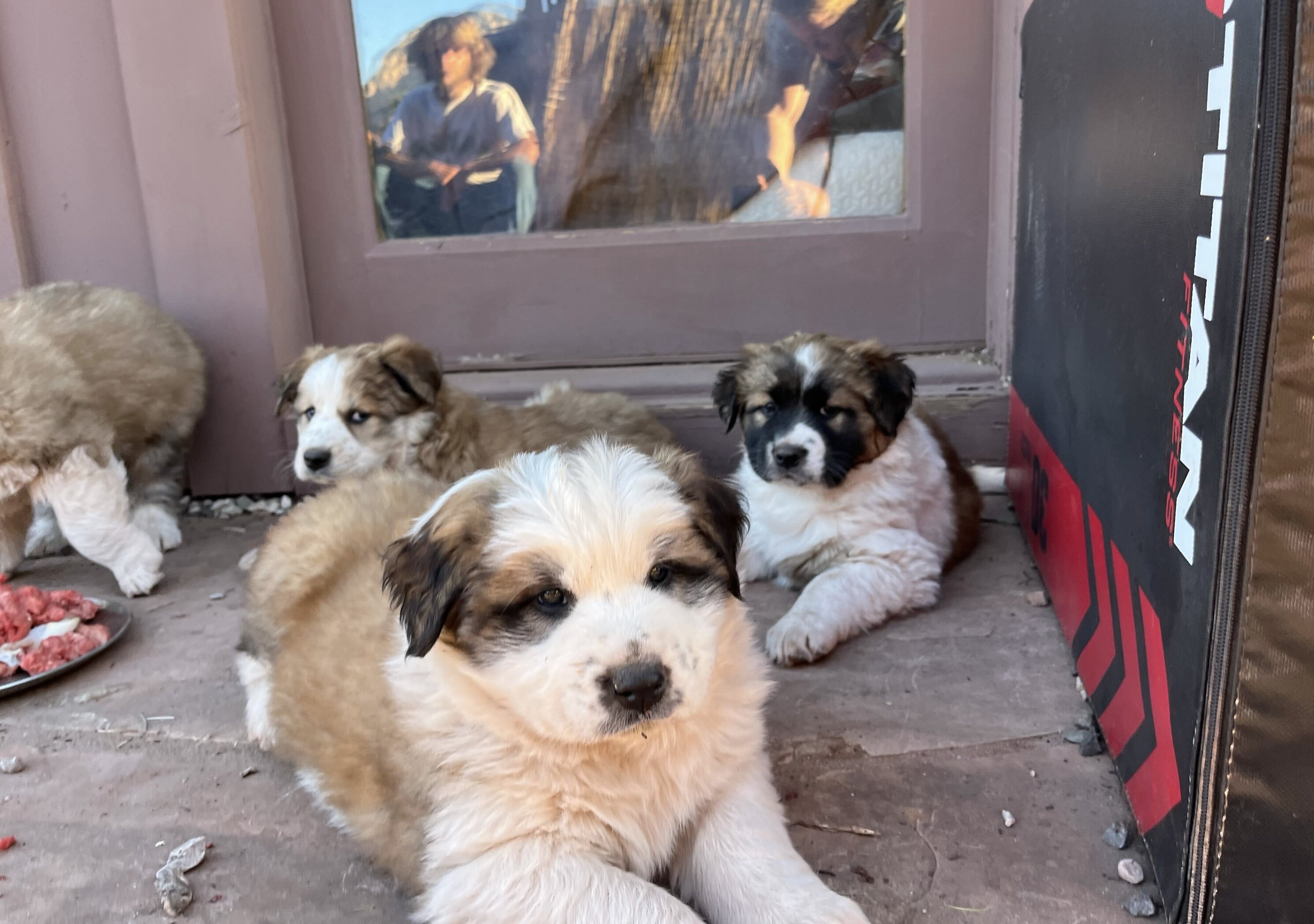 Shiloh Shepherd Border Collie Hybrid Pupppies image 3