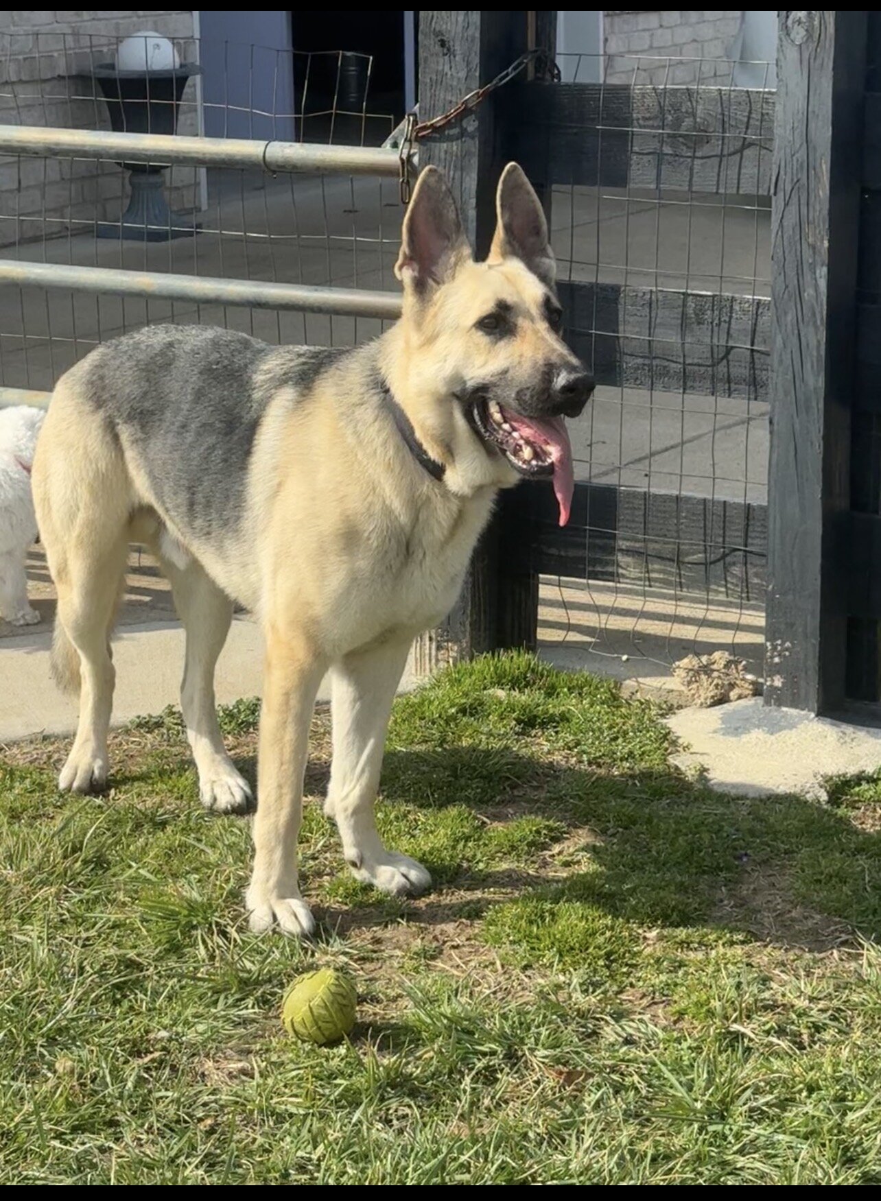 German Shepard image 1