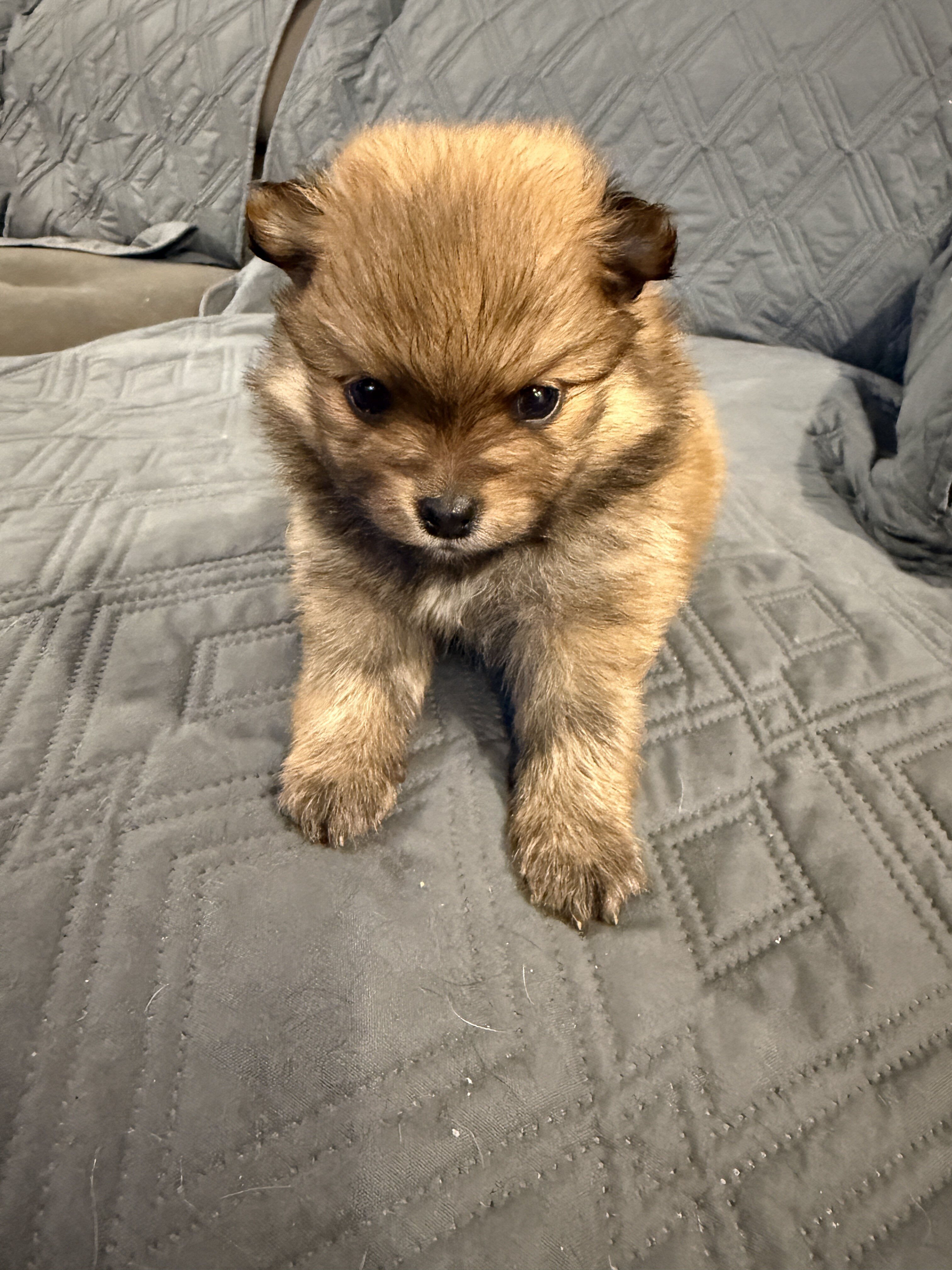 Pomeranian image 6