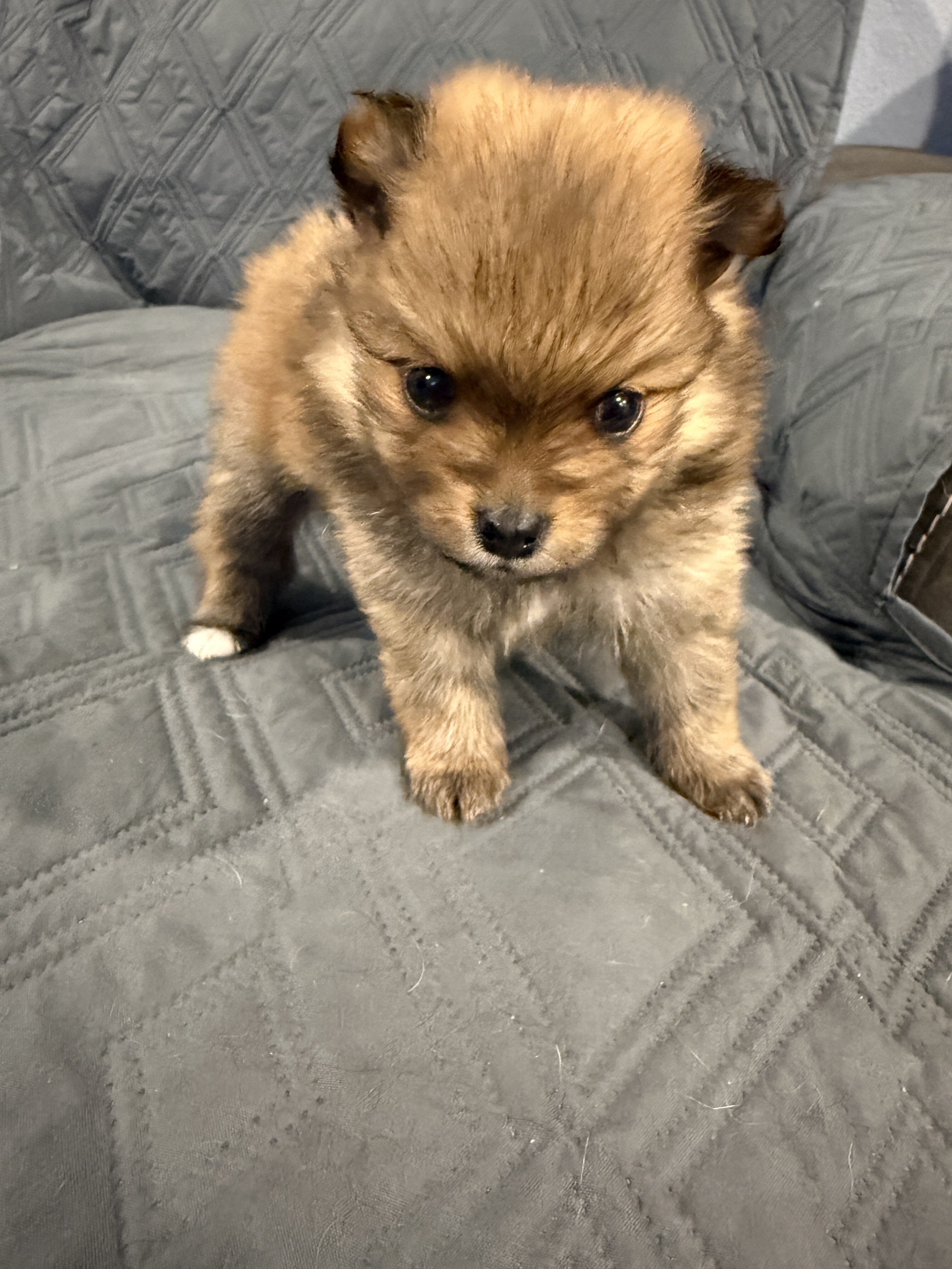 Pomeranian image 5