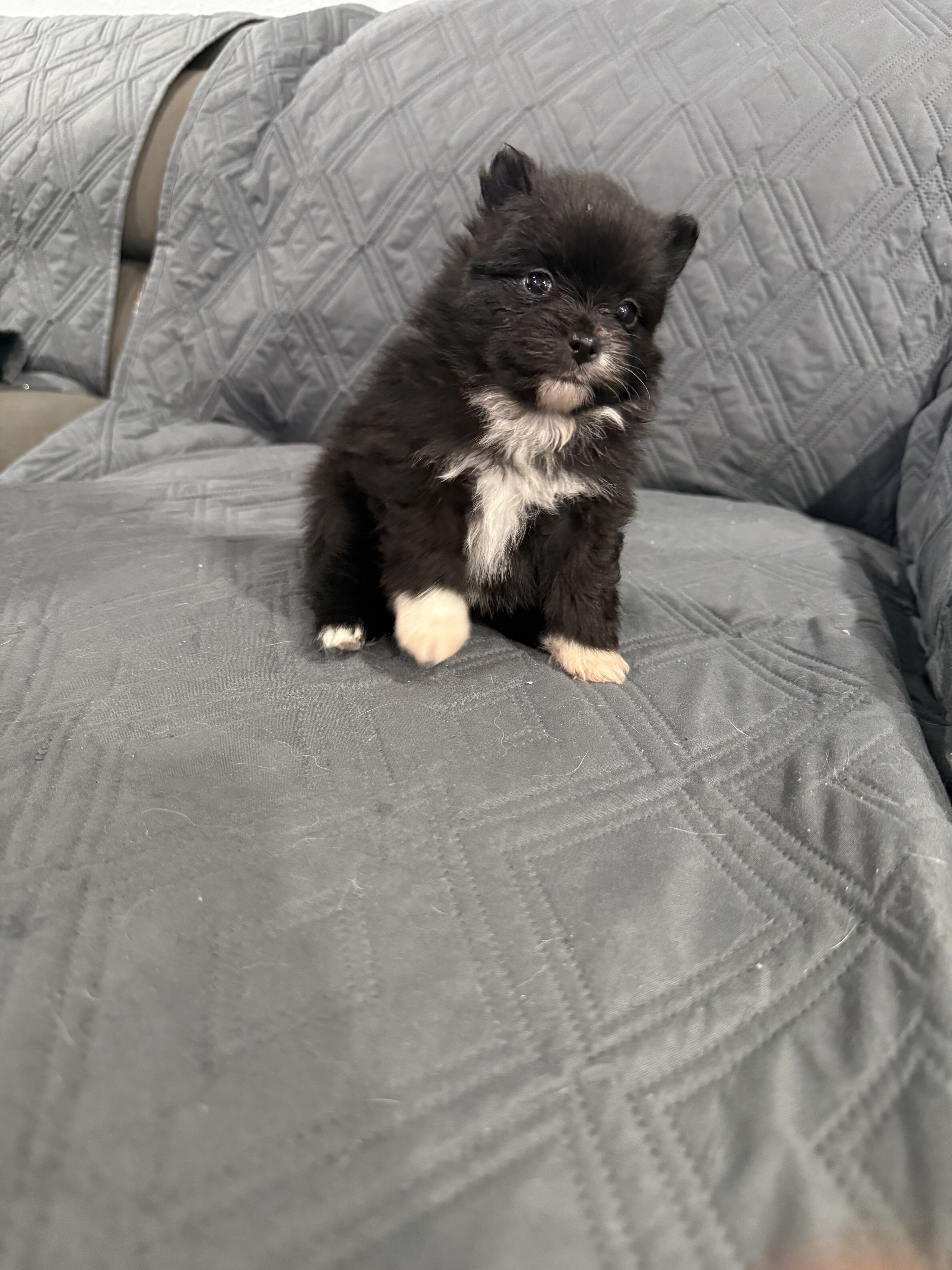 Pomeranian image 3
