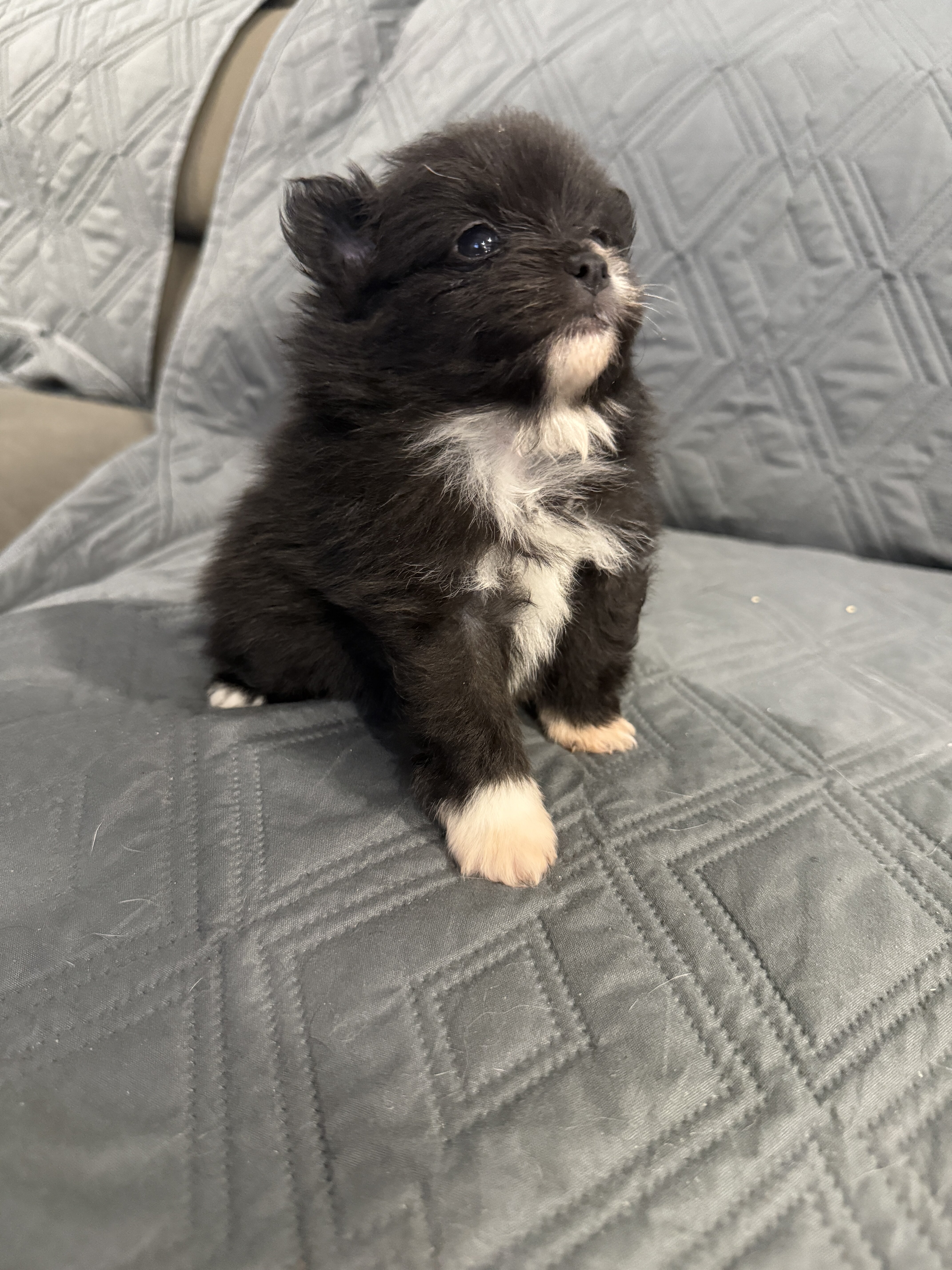 Pomeranian image 4