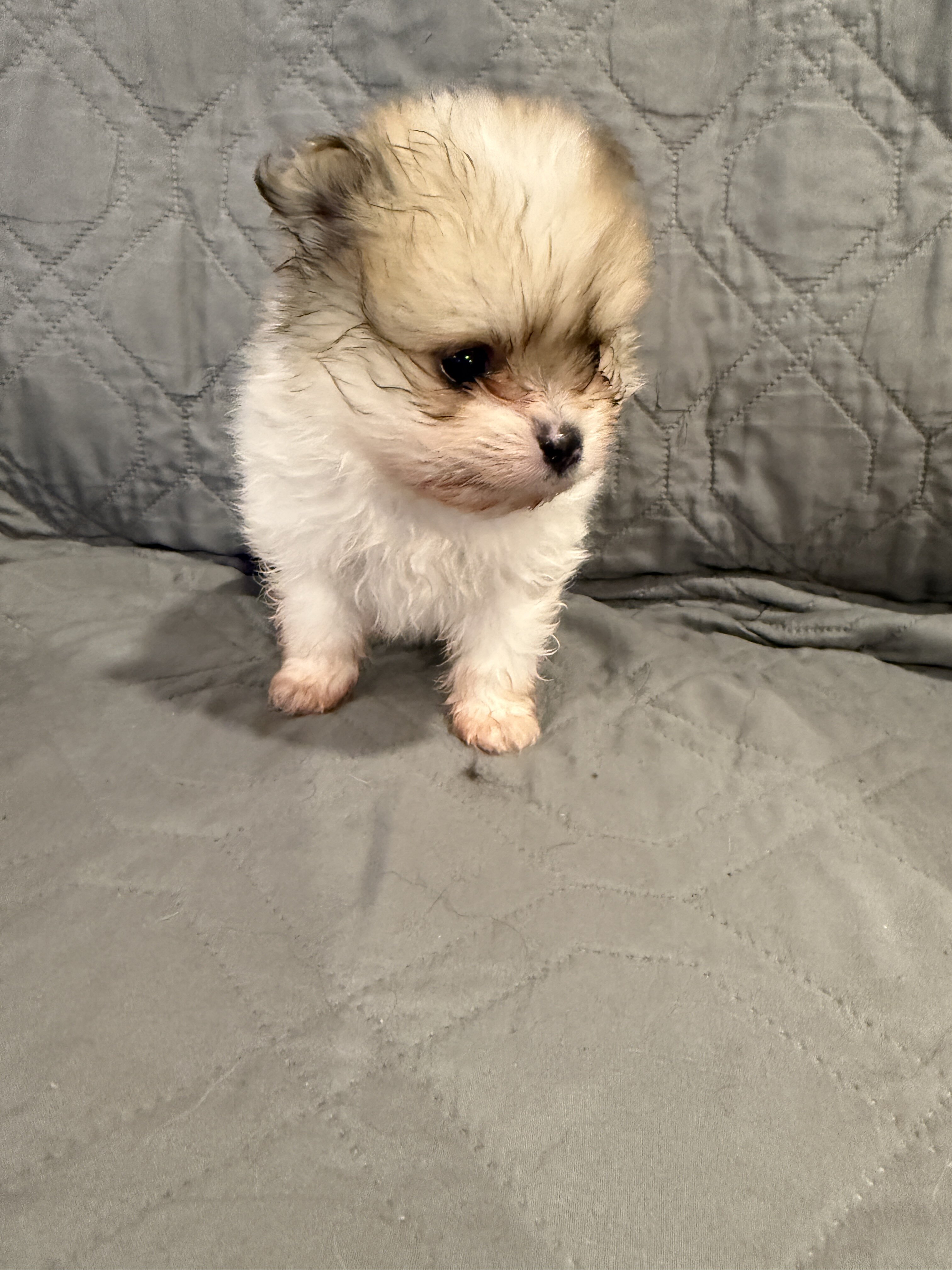Pomeranian image 2