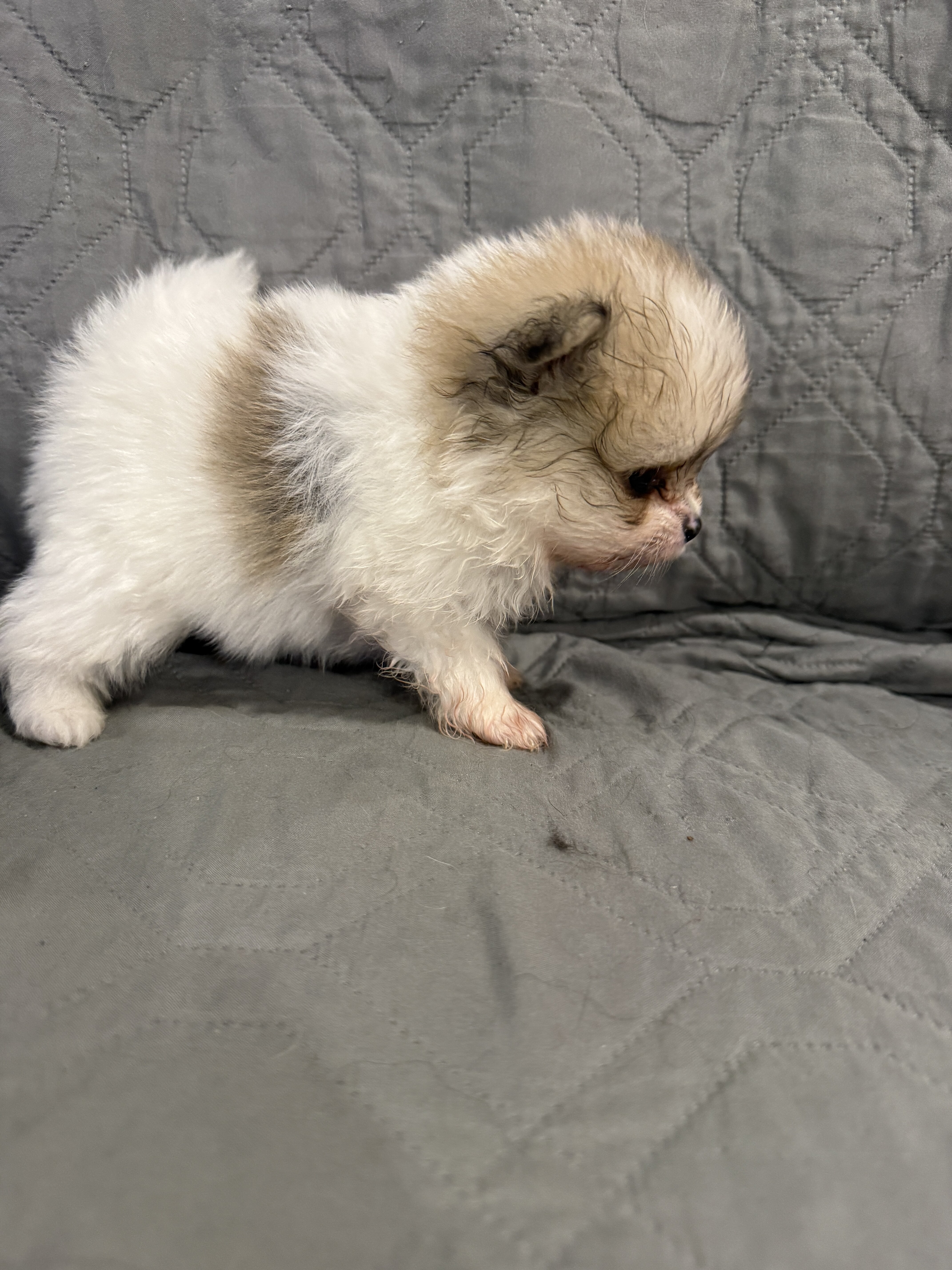 Pomeranian image 1