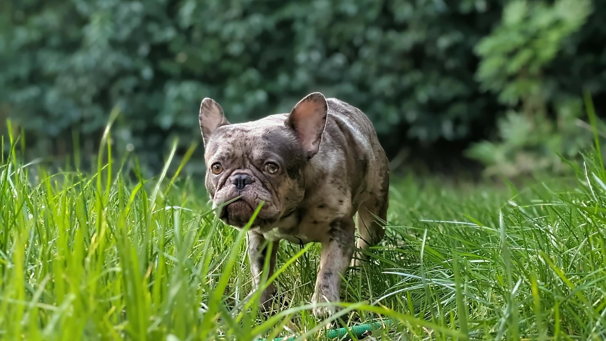 Merle French Bulldog image 1