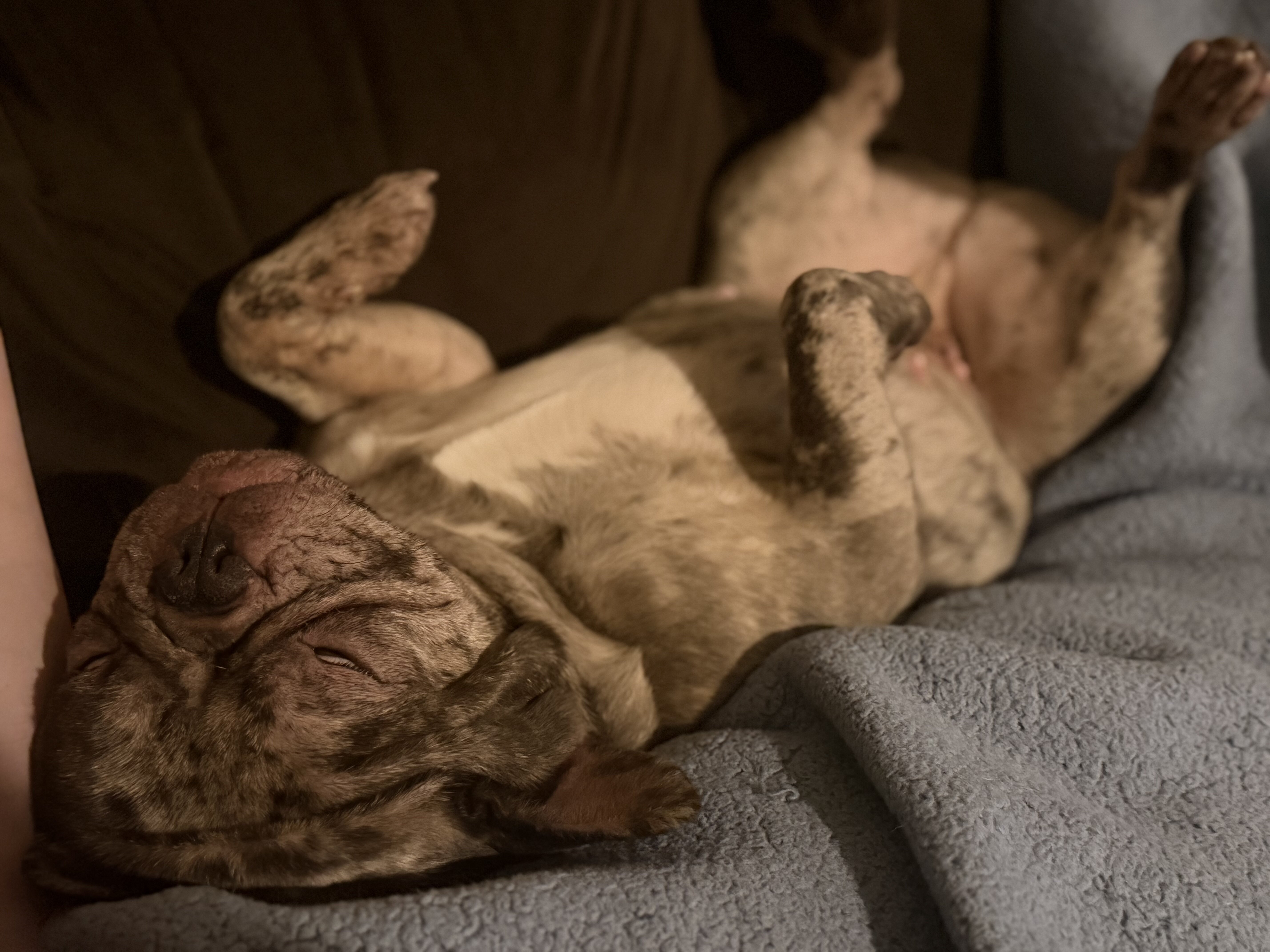 Merle French Bulldog image 8
