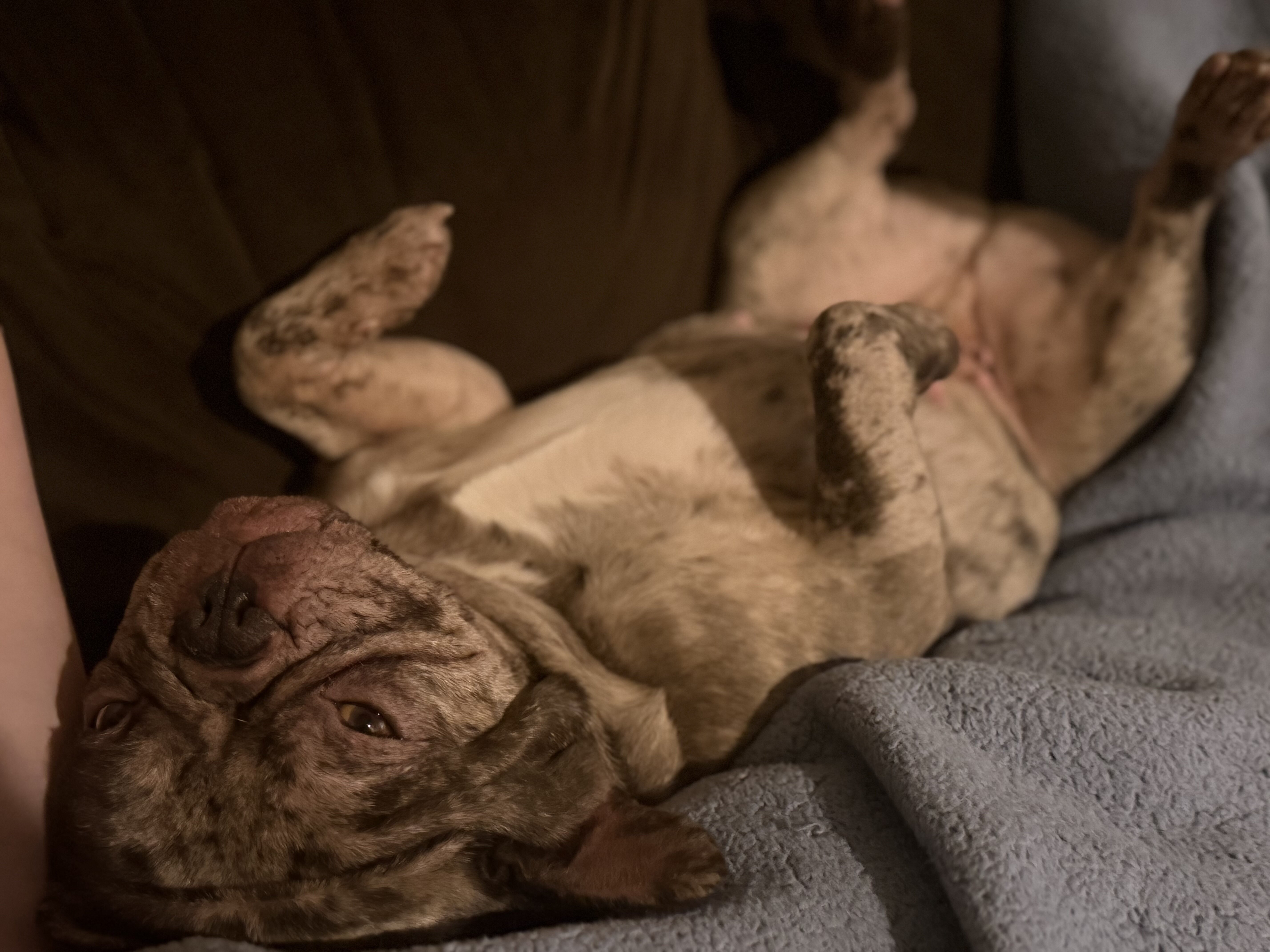 Merle French Bulldog image 7