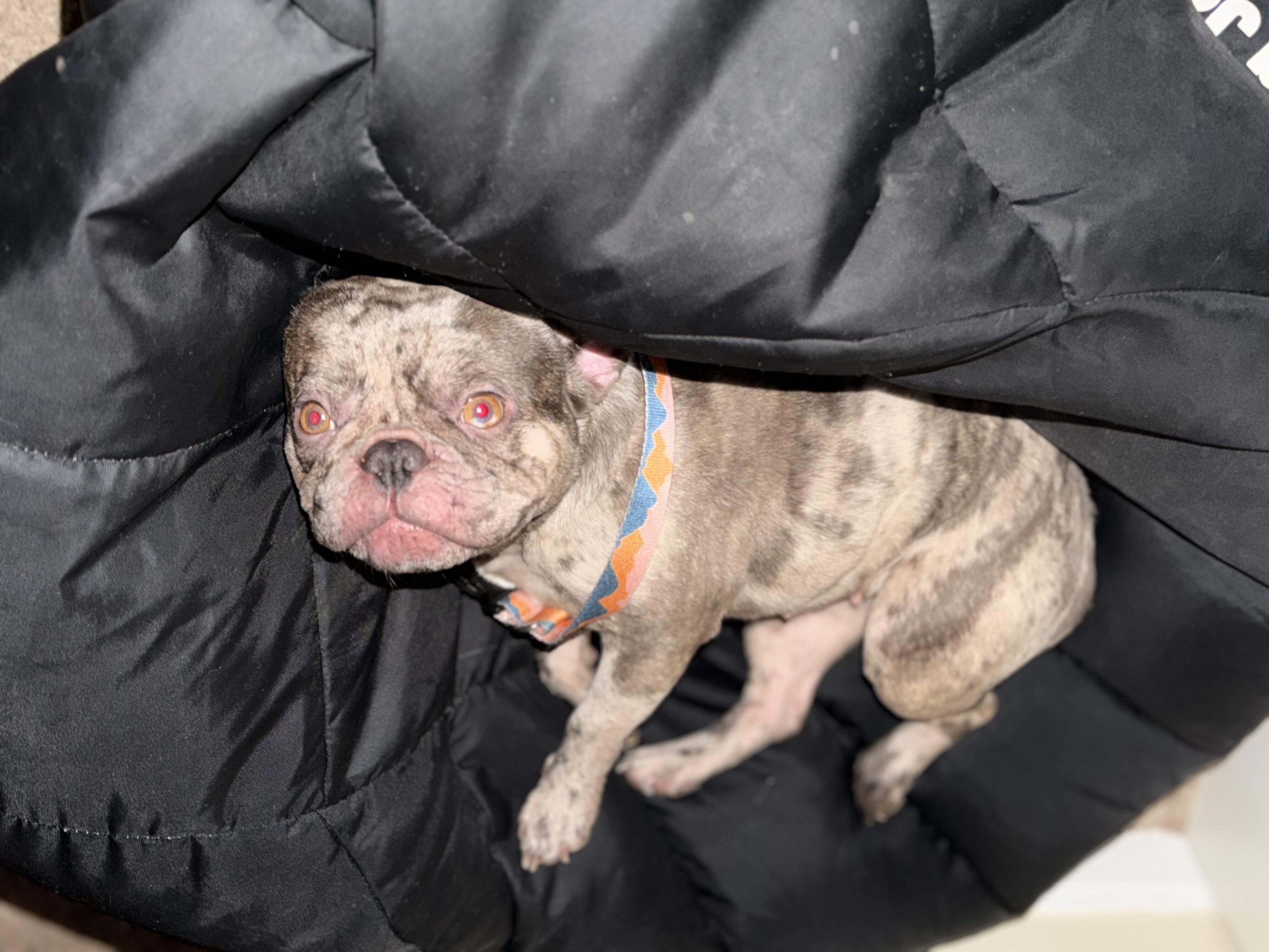 Merle French Bulldog image 6