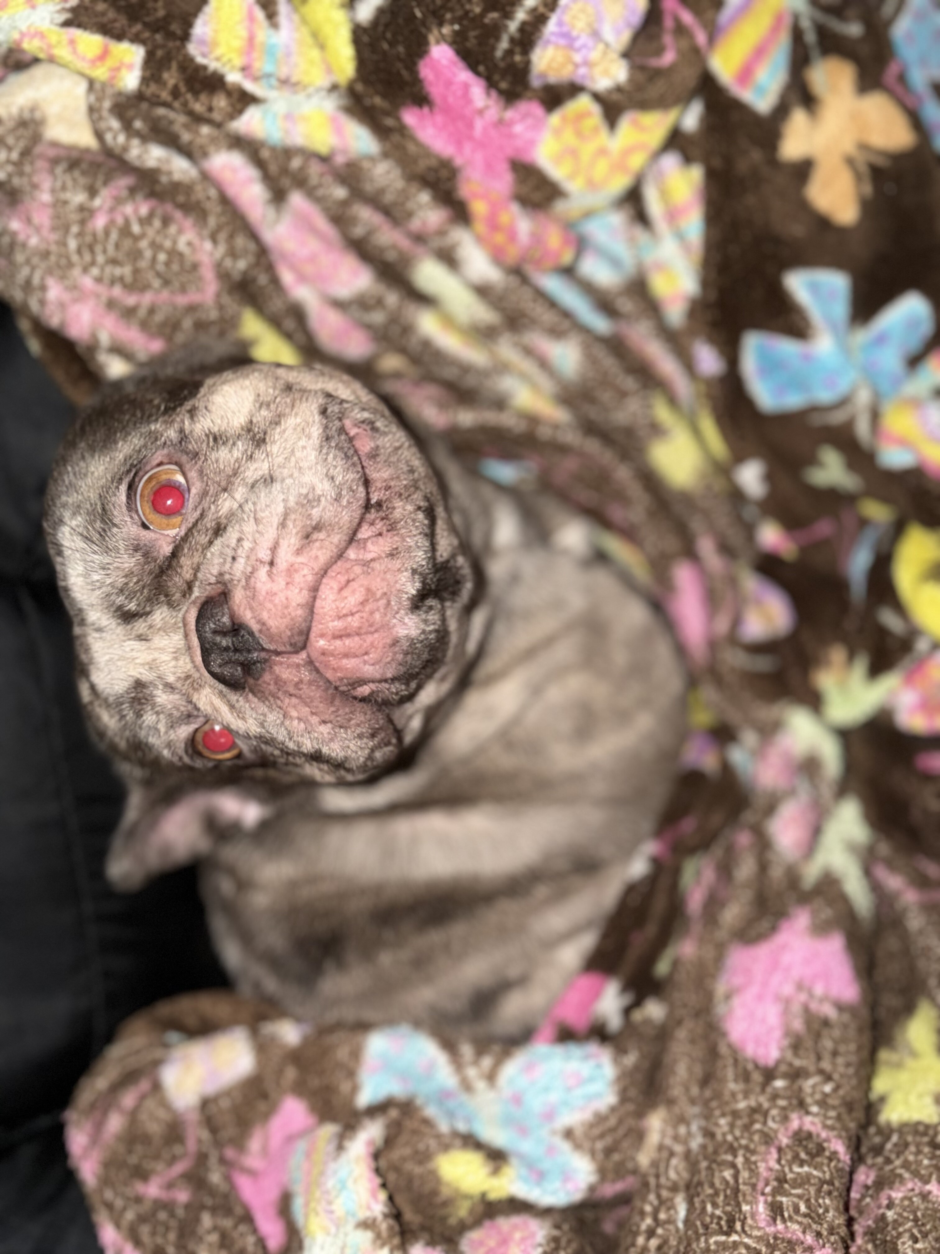 Merle French Bulldog image 2