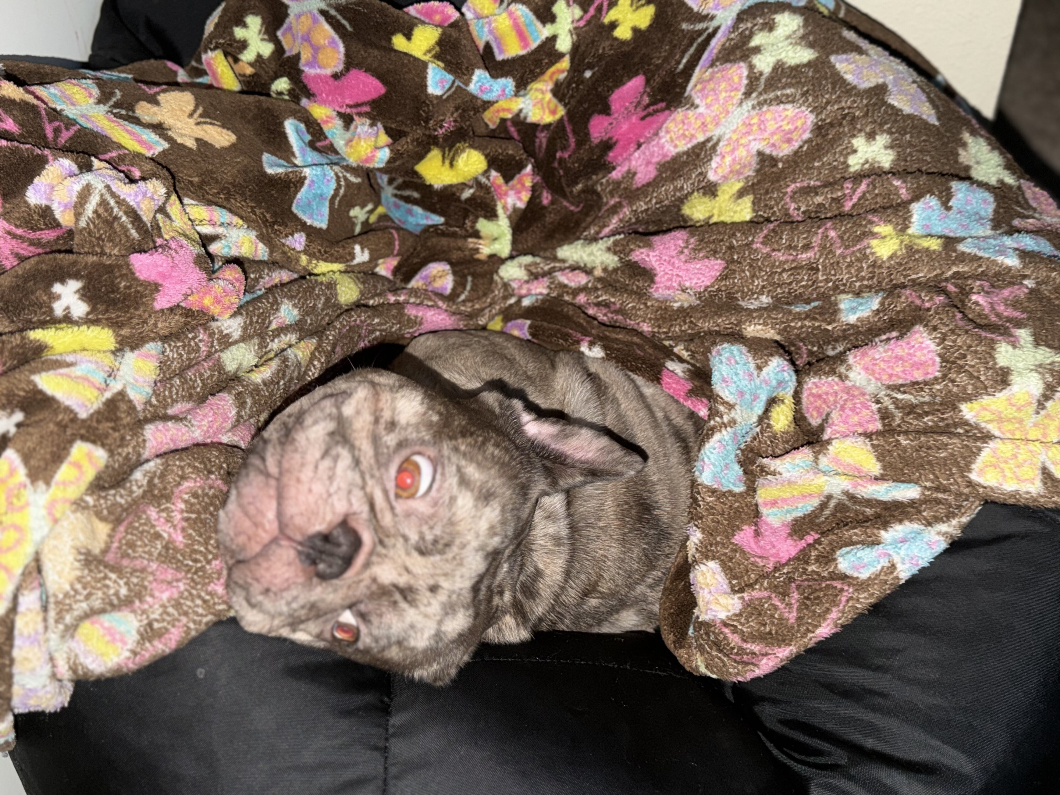 Merle French Bulldog image 4