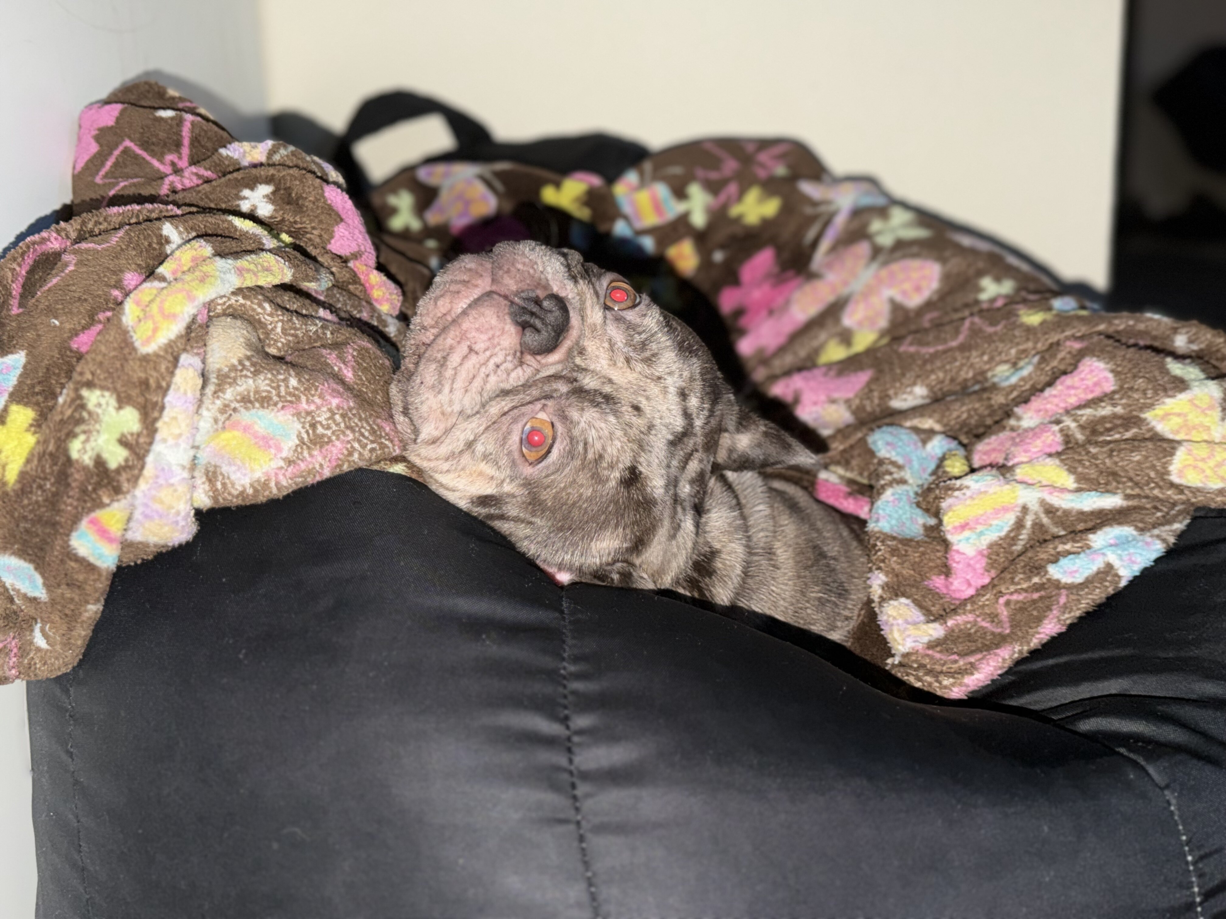 Merle French Bulldog image 3