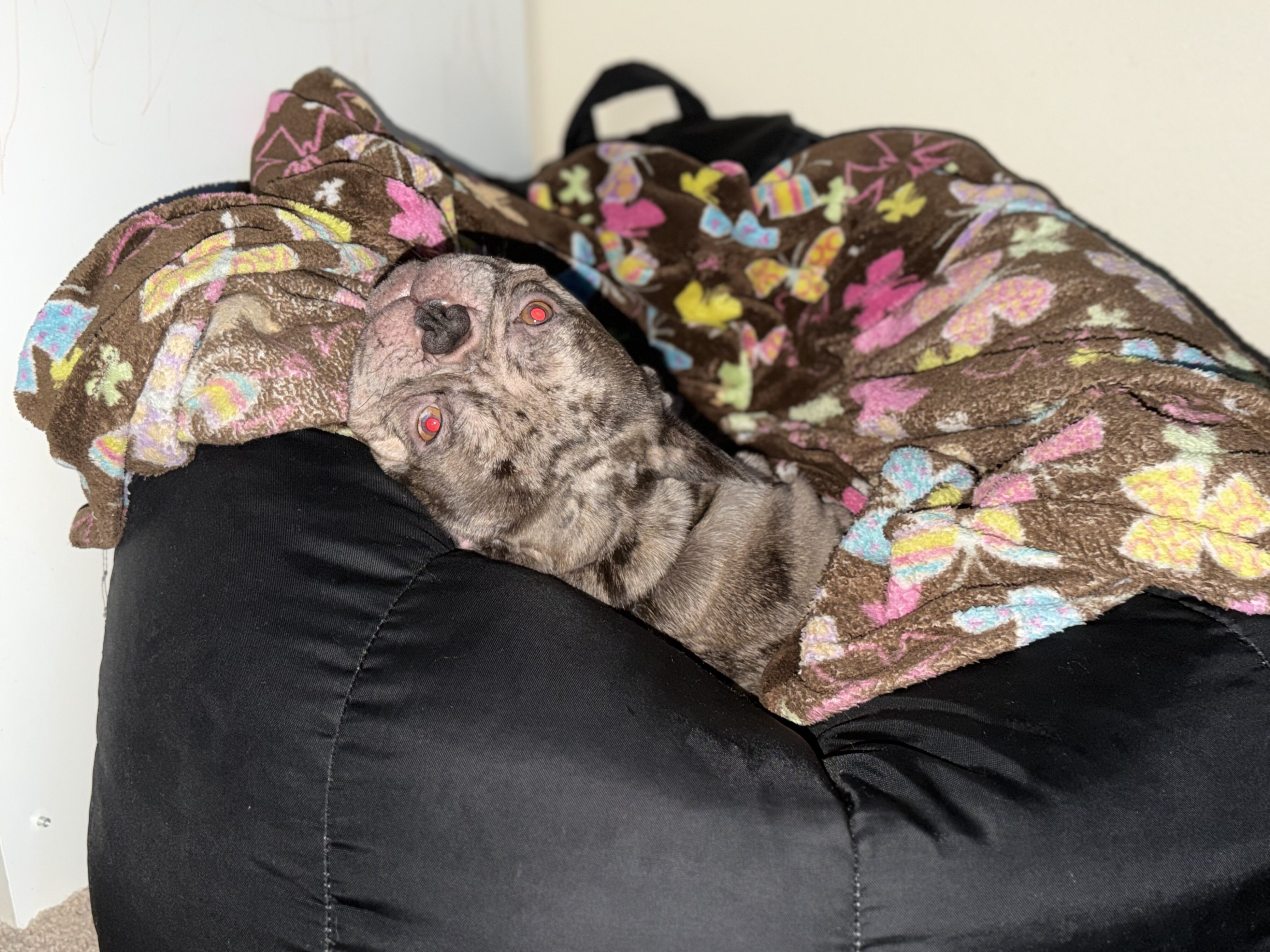 Merle French Bulldog image 5