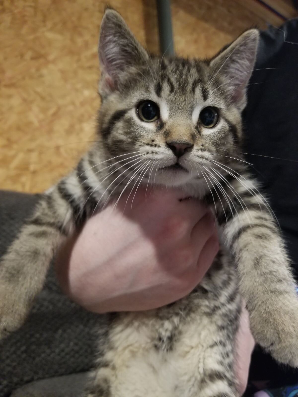 Kittens available image 1