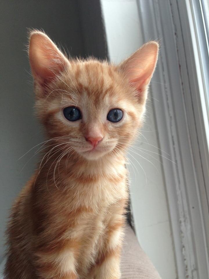 Kitten image 1