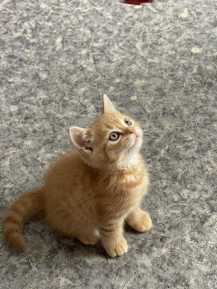 Kitten image 3