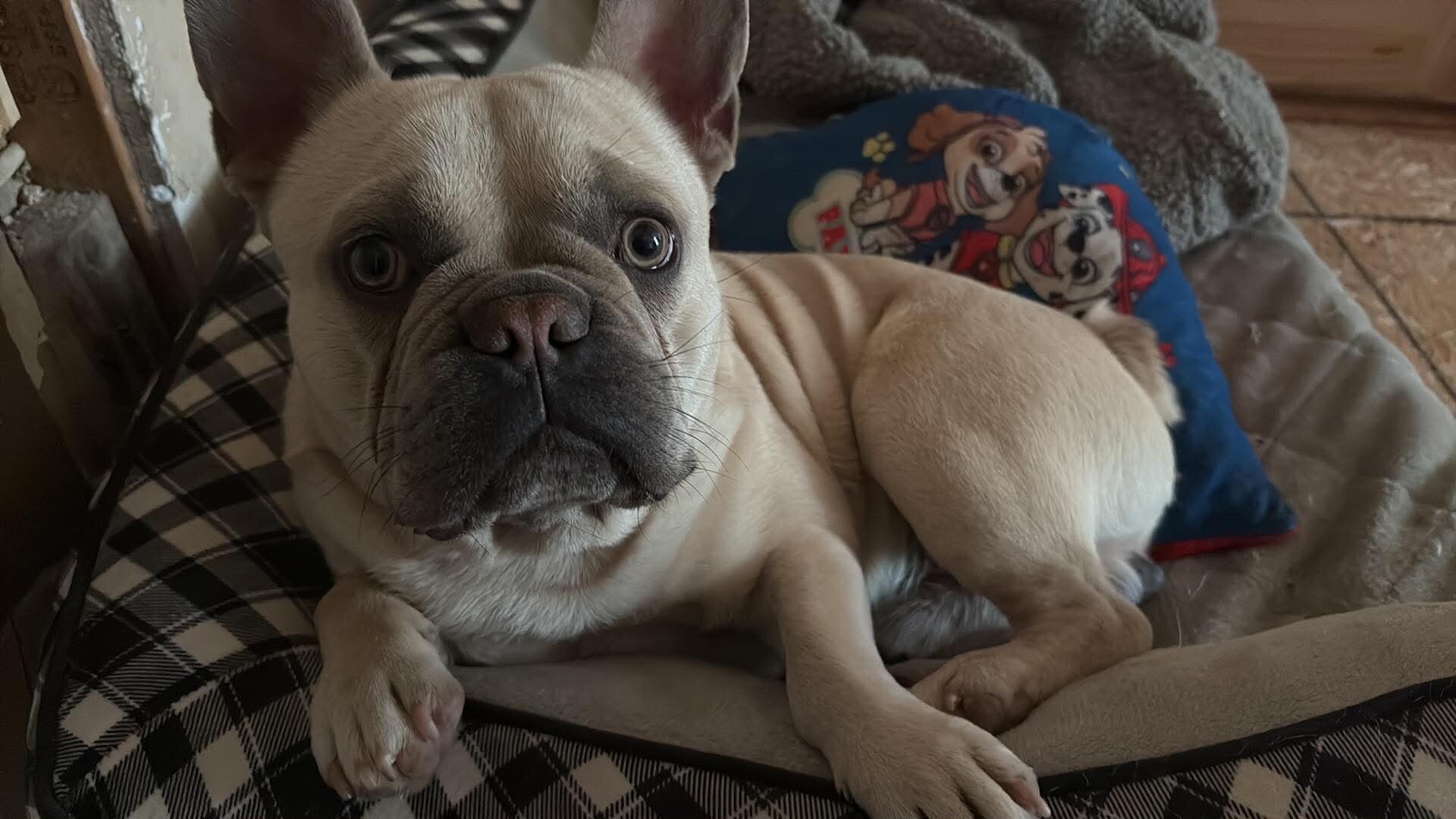 French bulldog image 1