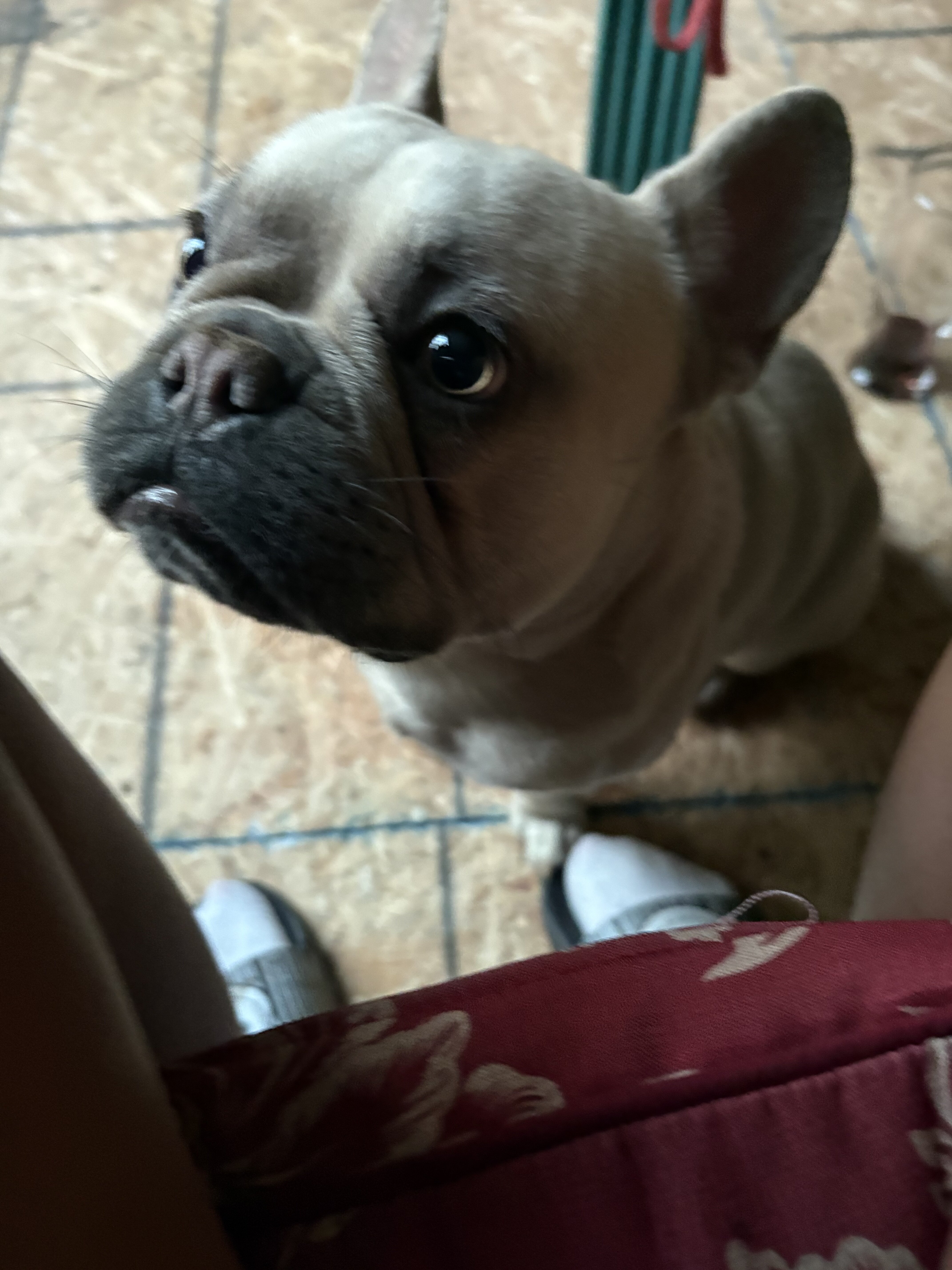French bulldog image 2