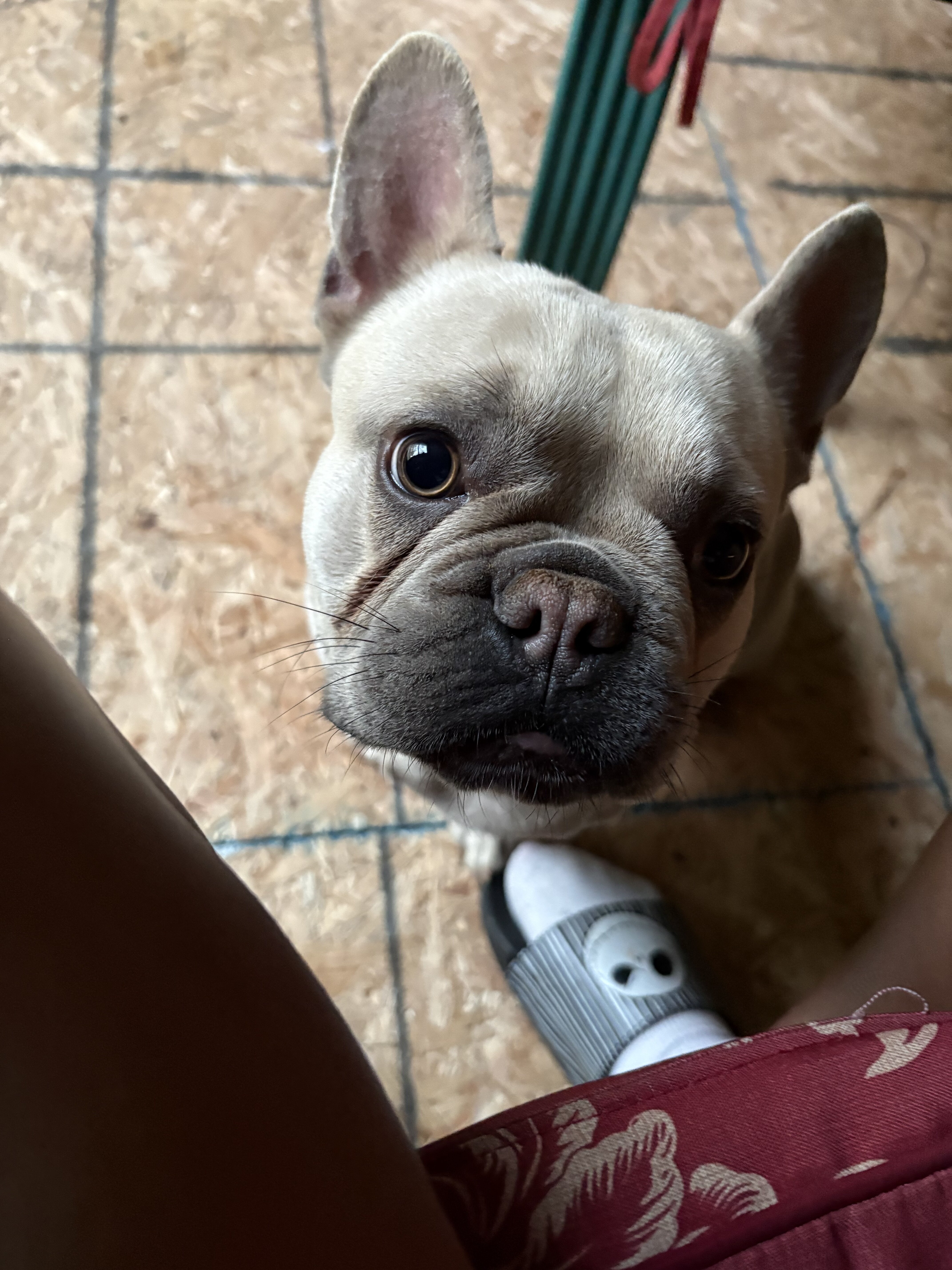 French bulldog image 3