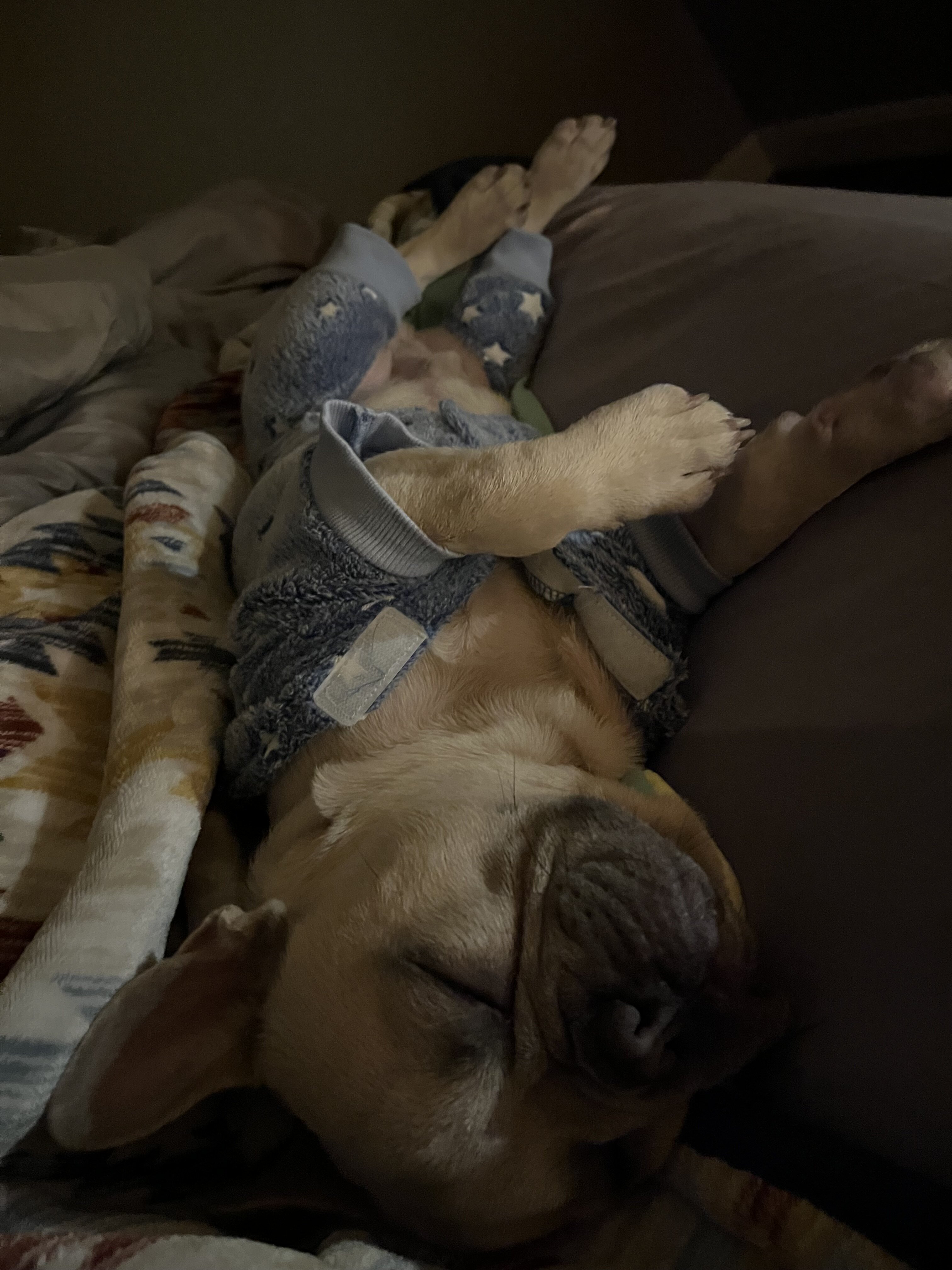 French bulldog image 4