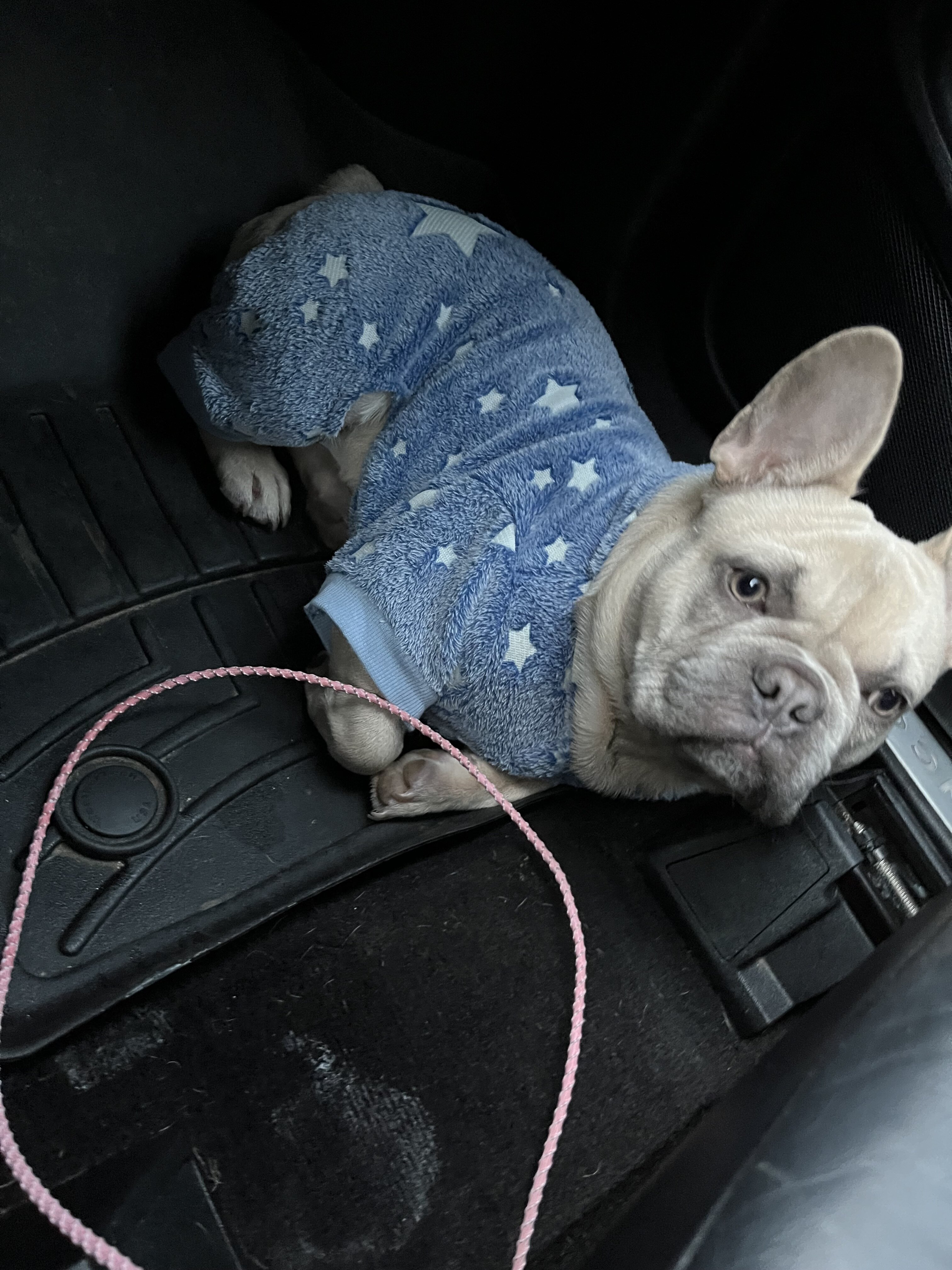 French bulldog image 5