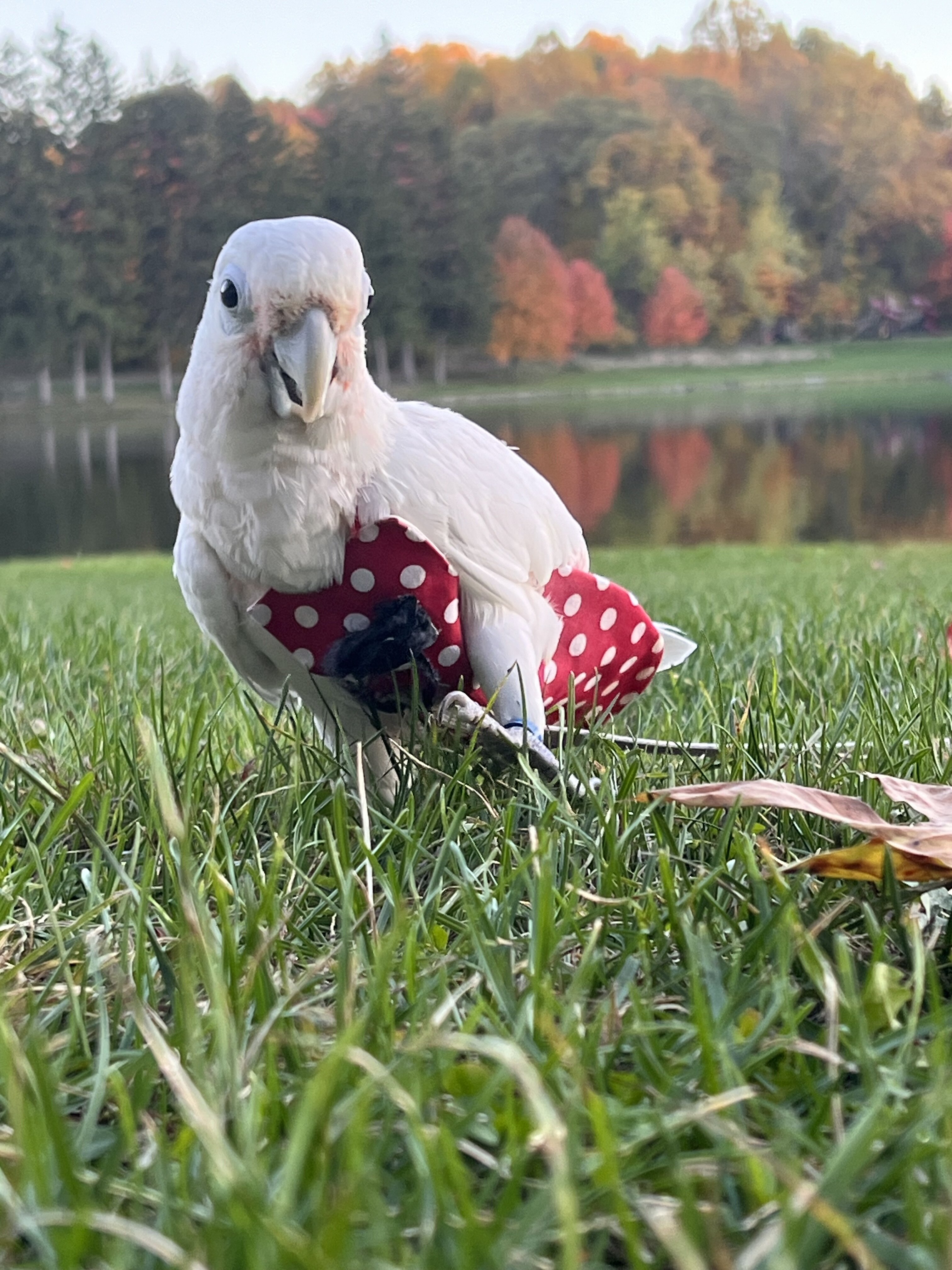 4-year-old Goffin Cockatoo looking for a loving ho image 3