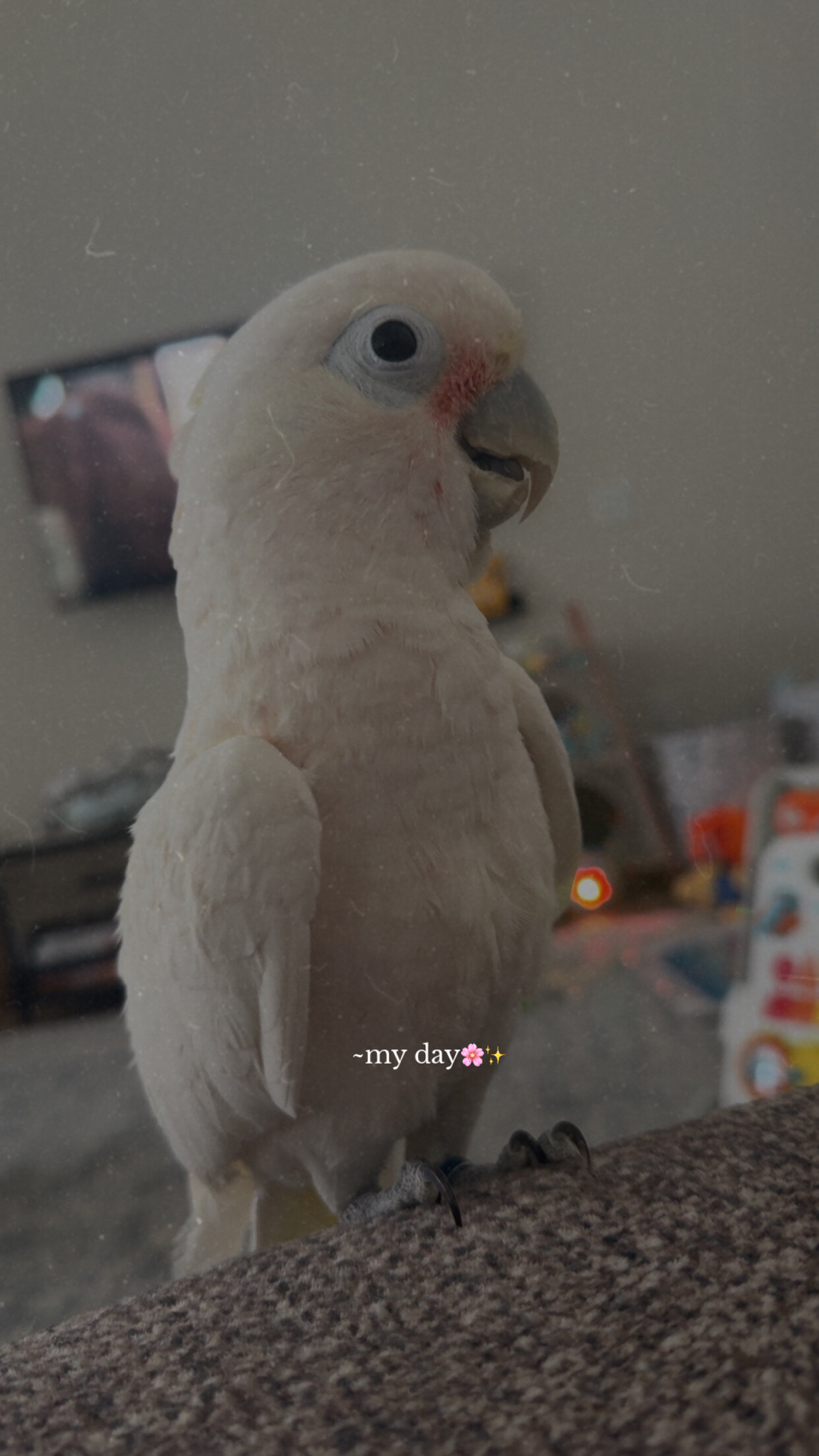 4-year-old Goffin Cockatoo looking for a loving ho image 1