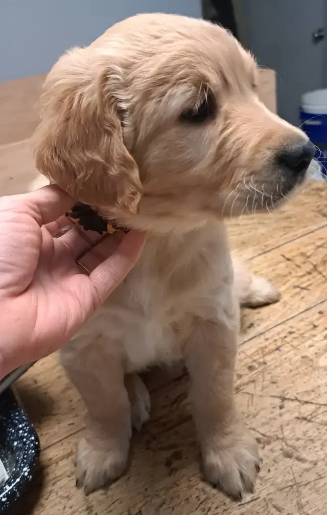 Golden retriever puppies for sale image 1